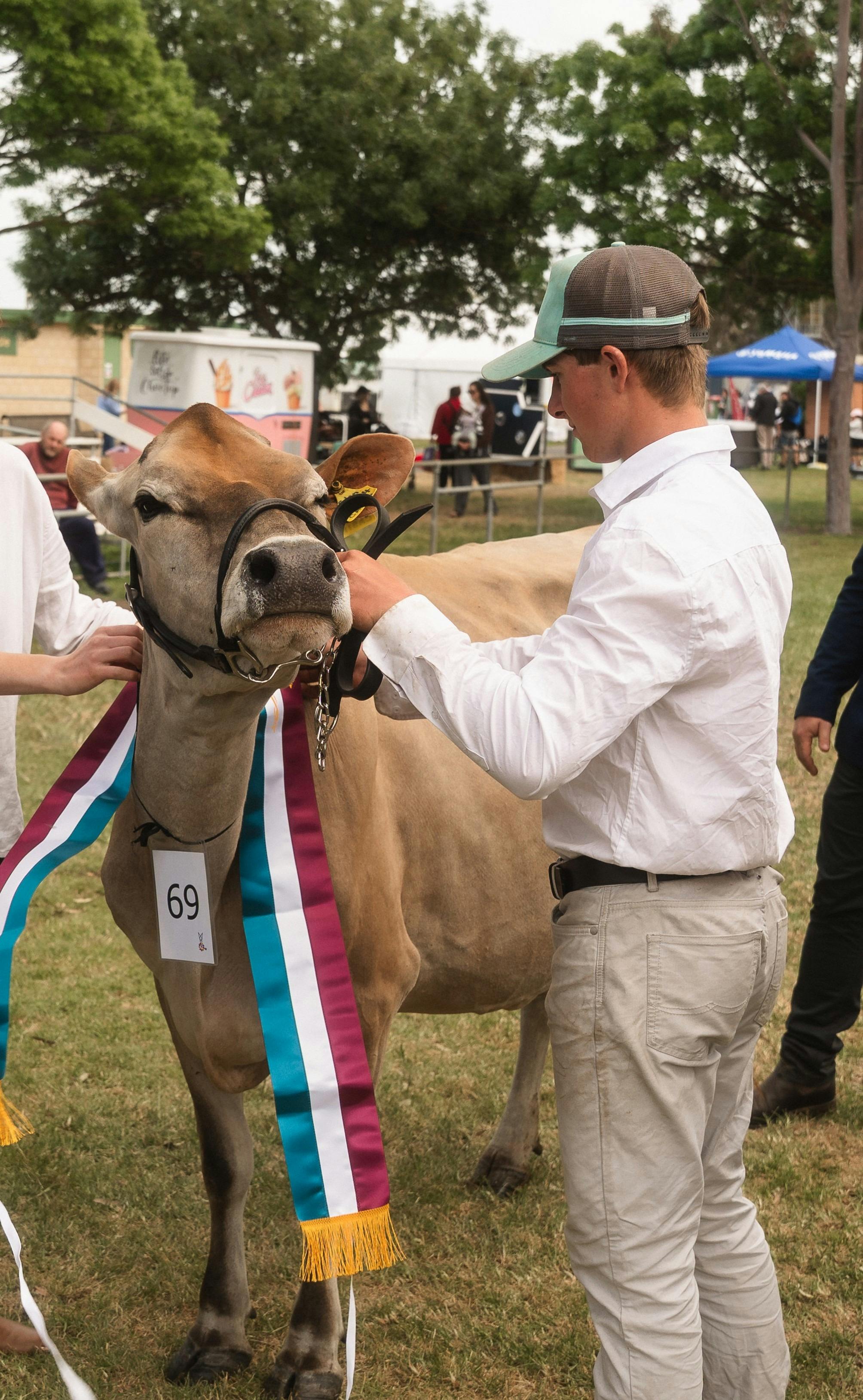 Cow