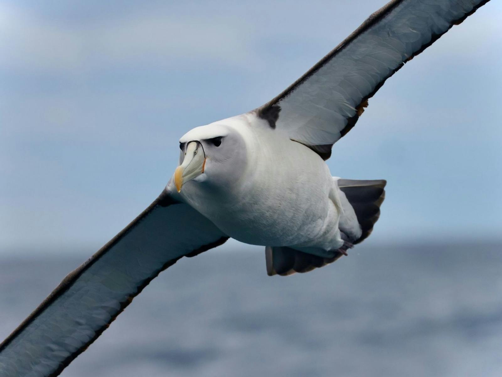 A Shy Albatross flying past