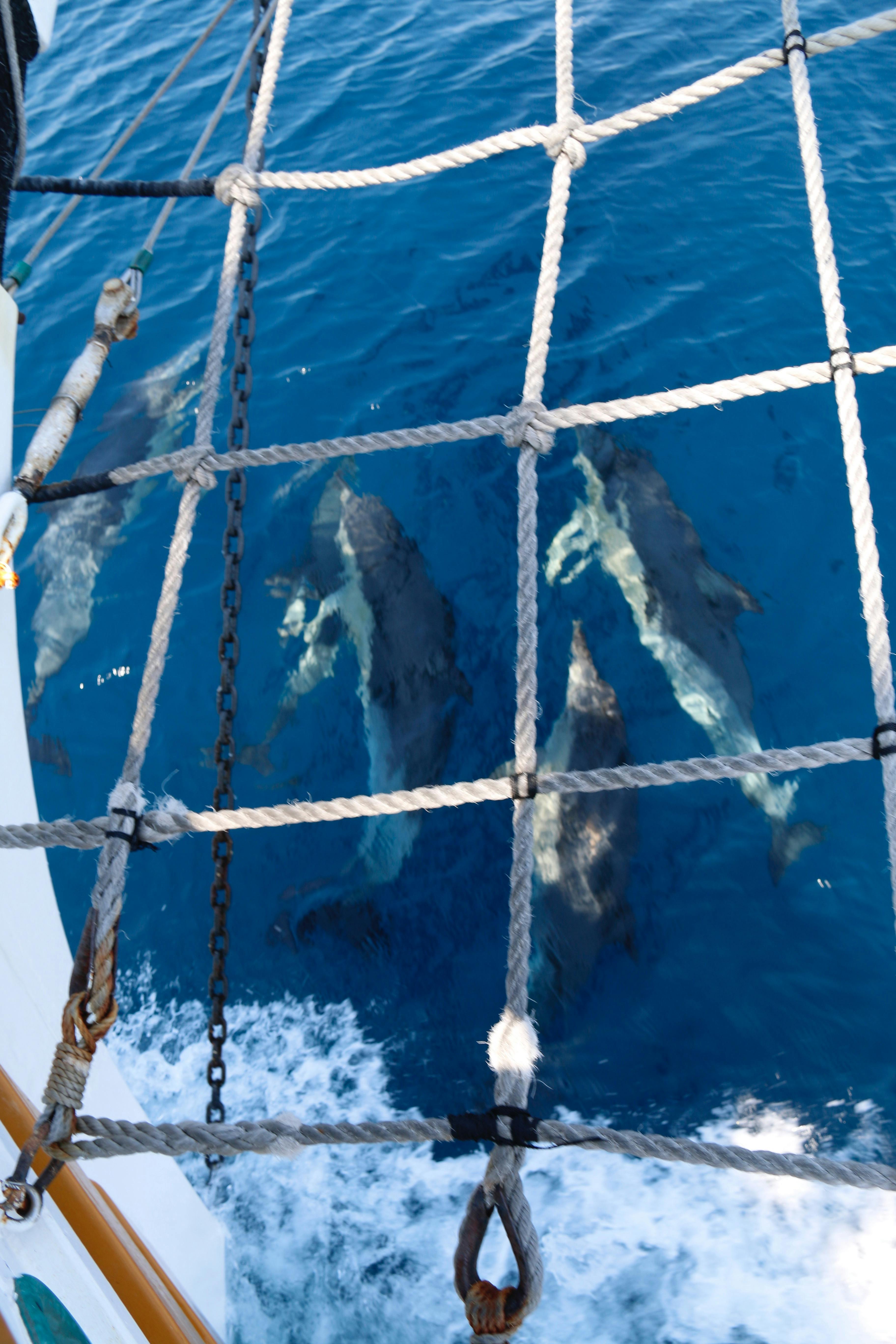dolphins swimming in the bow wave