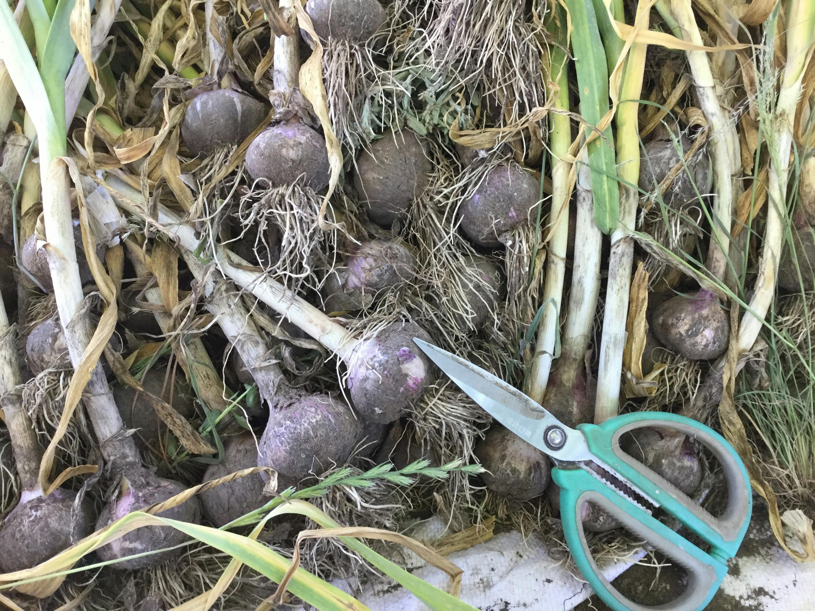 にんにくの乾燥