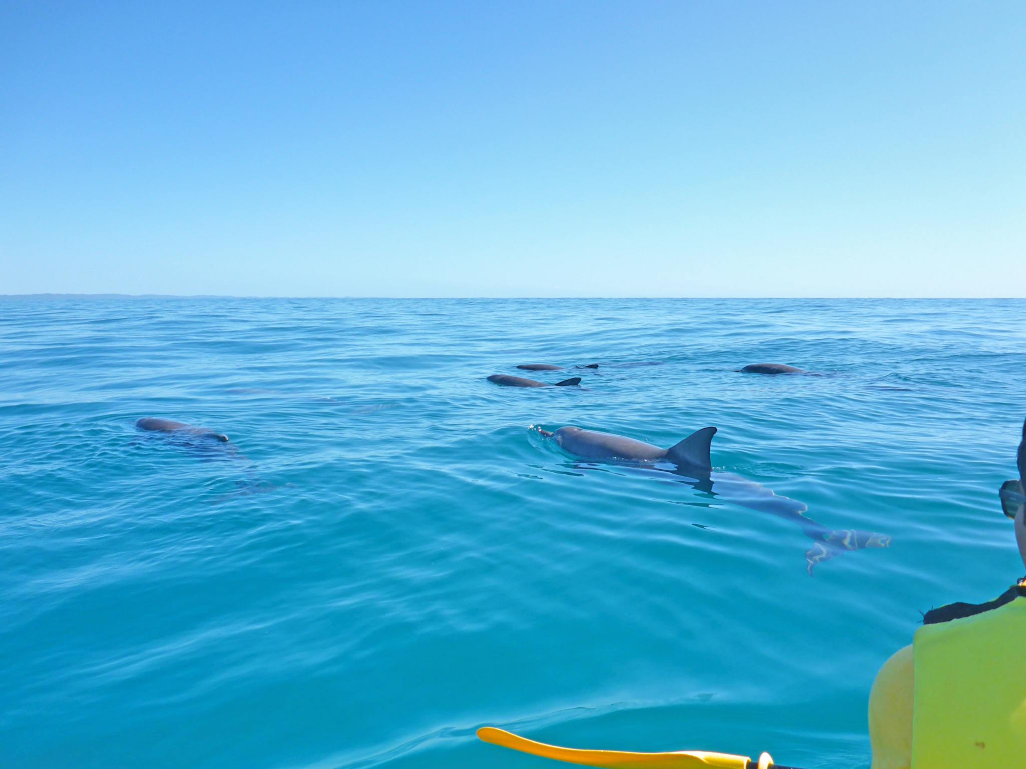 Private Dolphin kayak tour Private Dolphin kayak tour