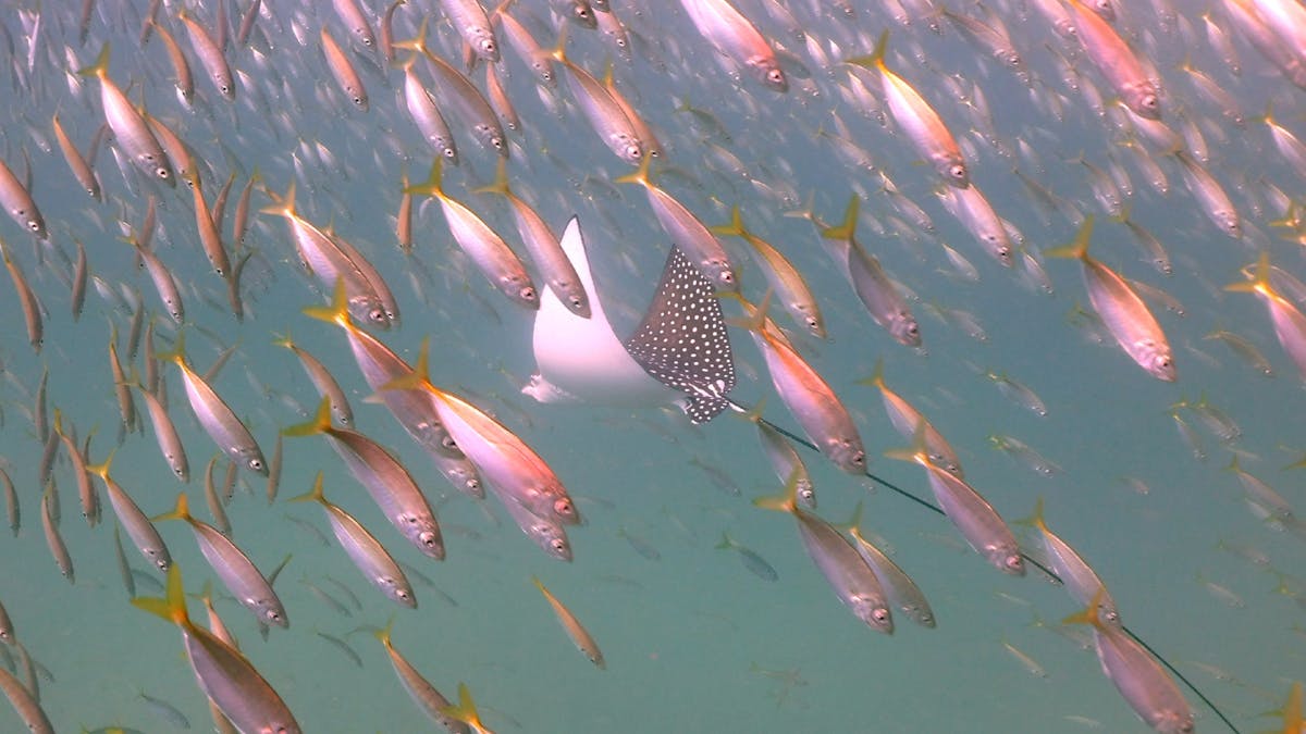 Spotted Eagle ray