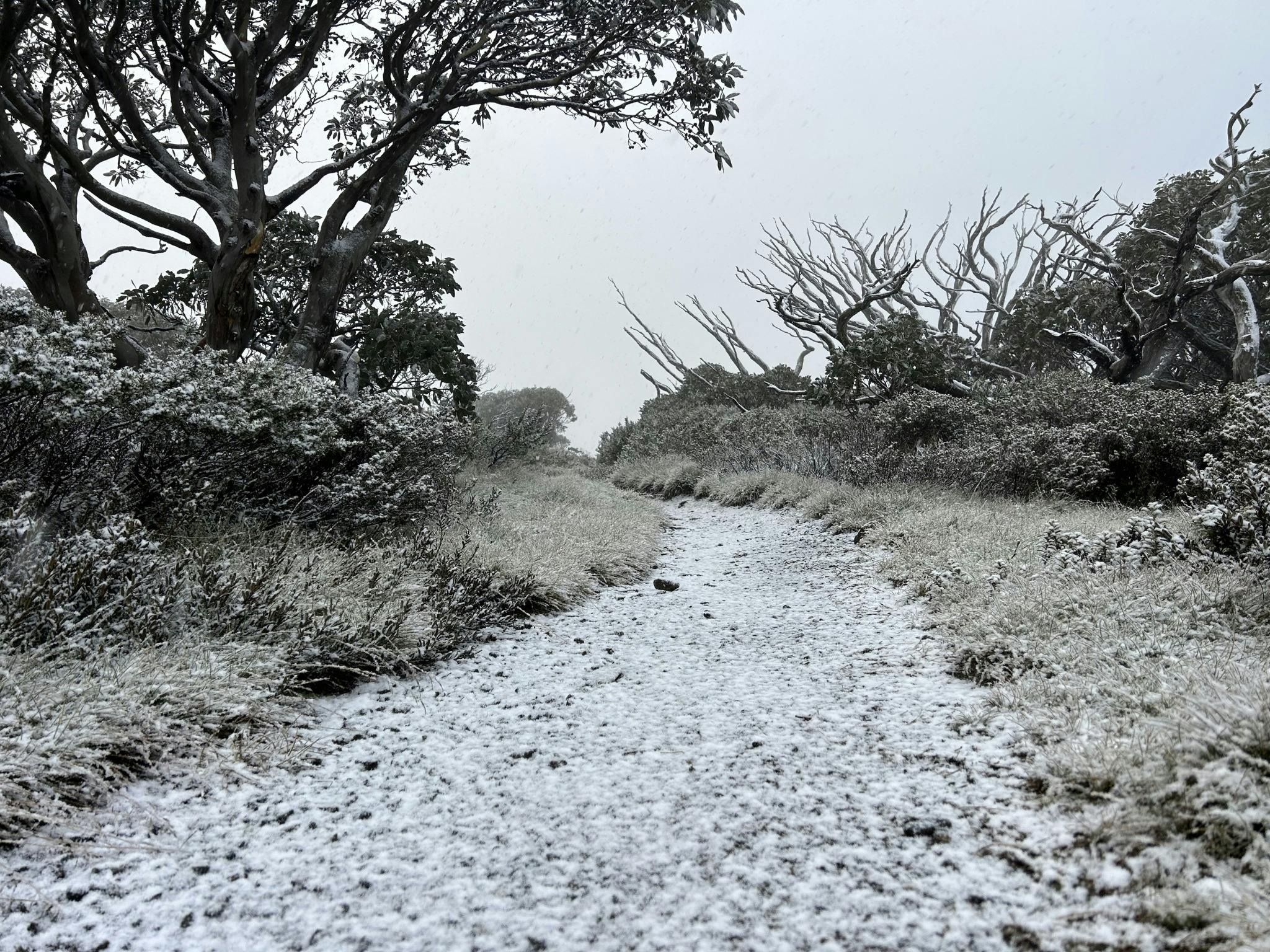 A gravel trail with a frosting of snow on snowgum trees
