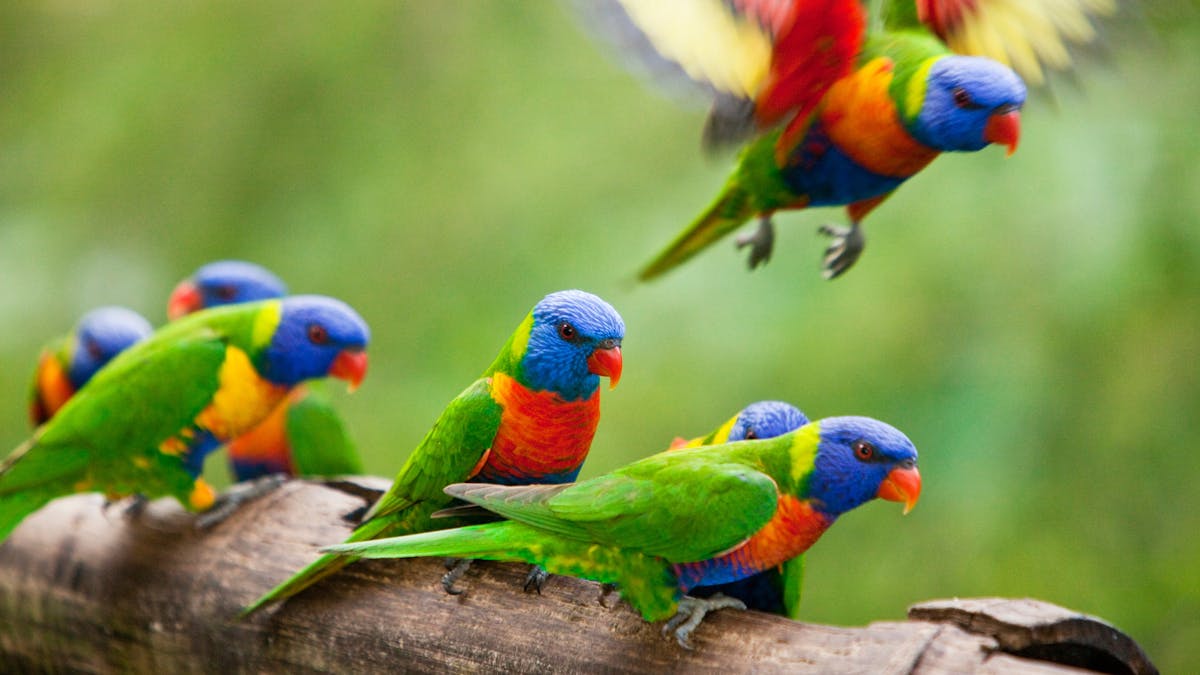 Resident birds