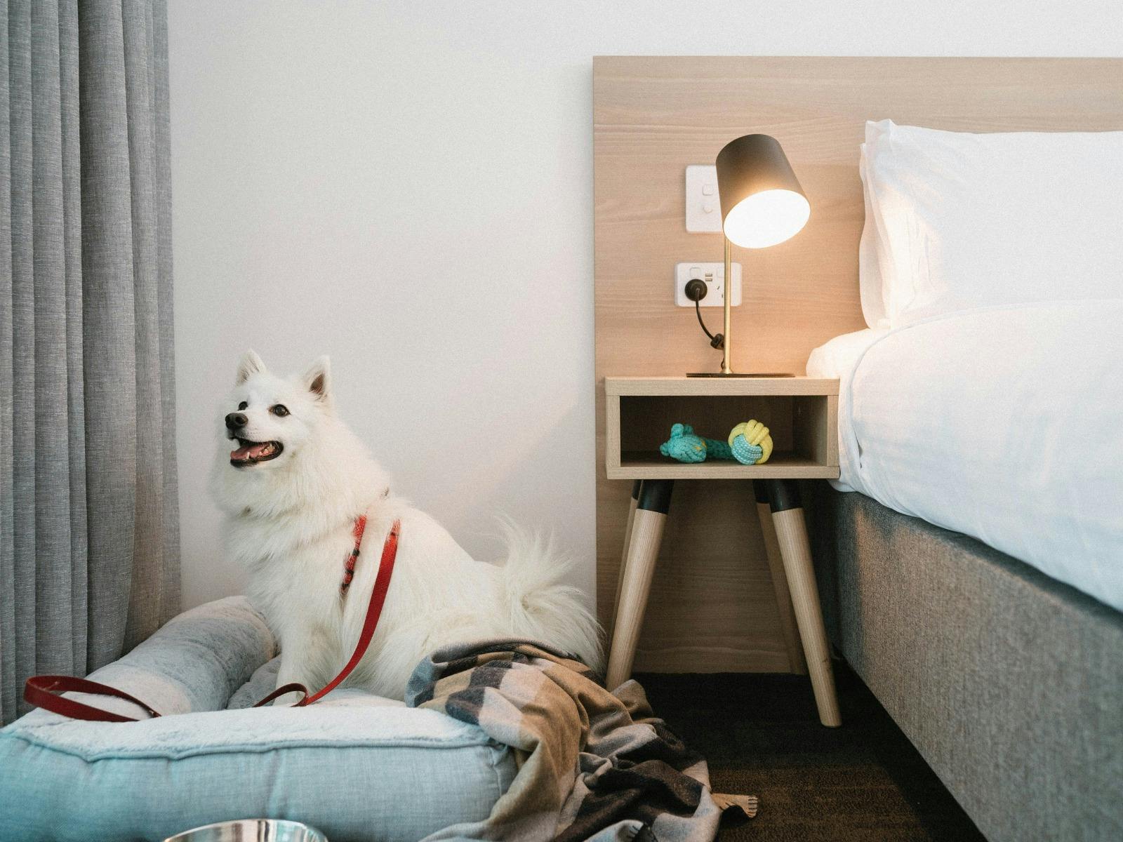 Pet Friendly Accommodation At Toms Court Hotel!