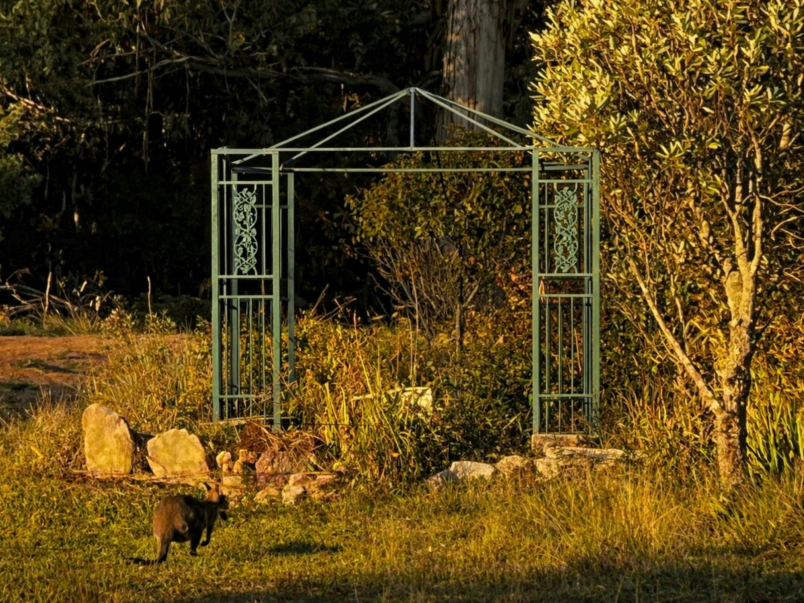 Wallaby standing in grass at dusk in front of a green metal garden arbour, with trees, shrubs