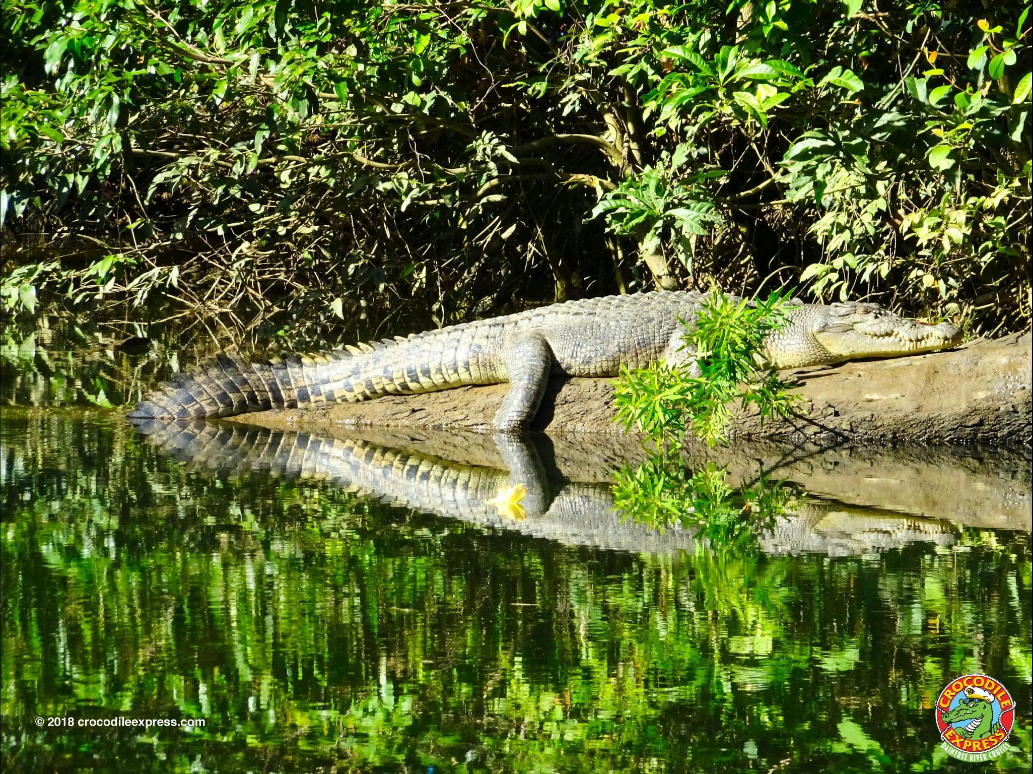 relaxation in Daintree