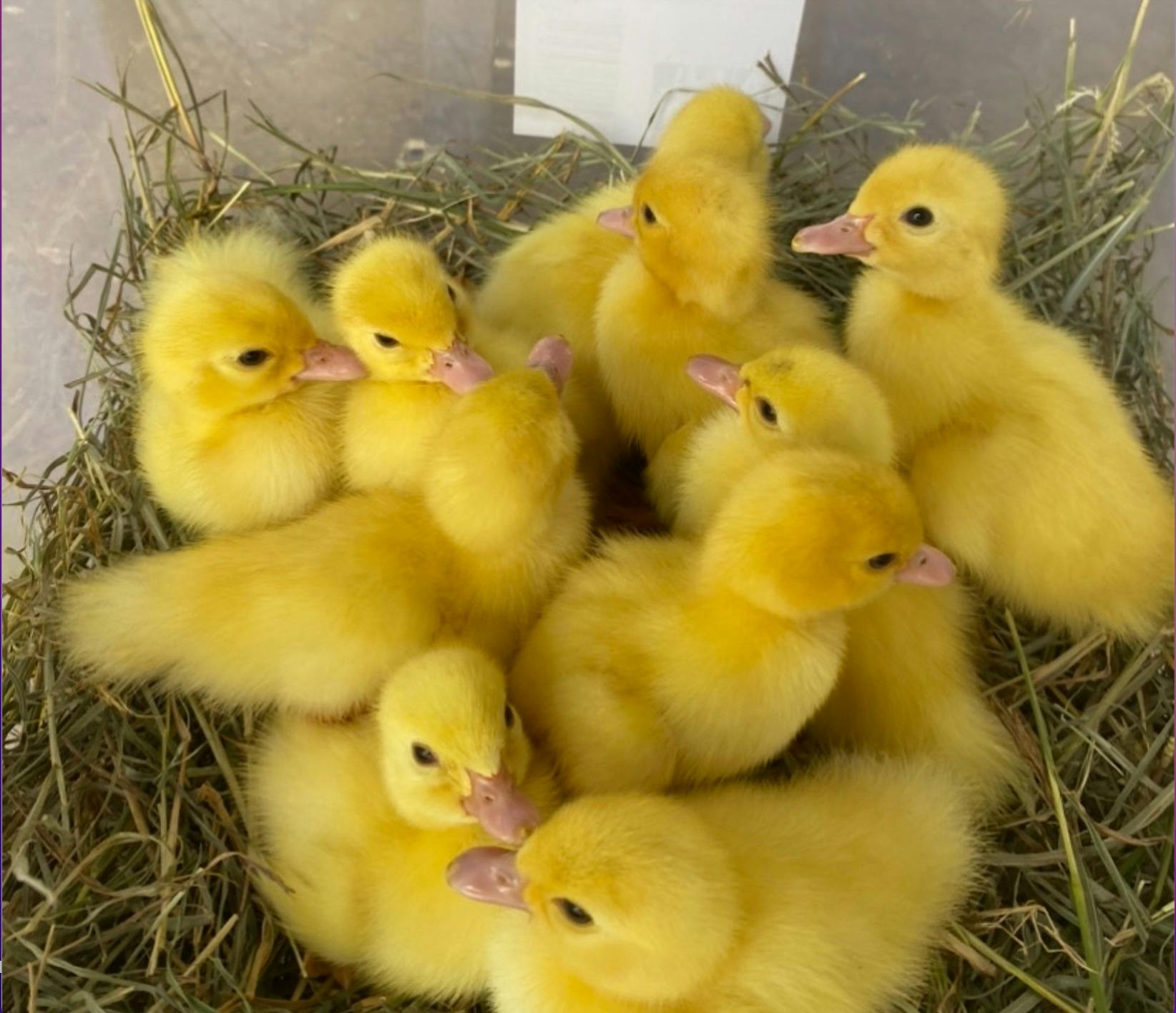 Harrisville Sunday Farm Day