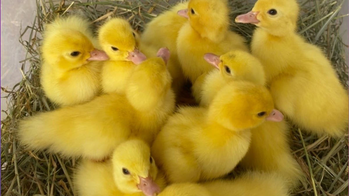 baby ducklings
