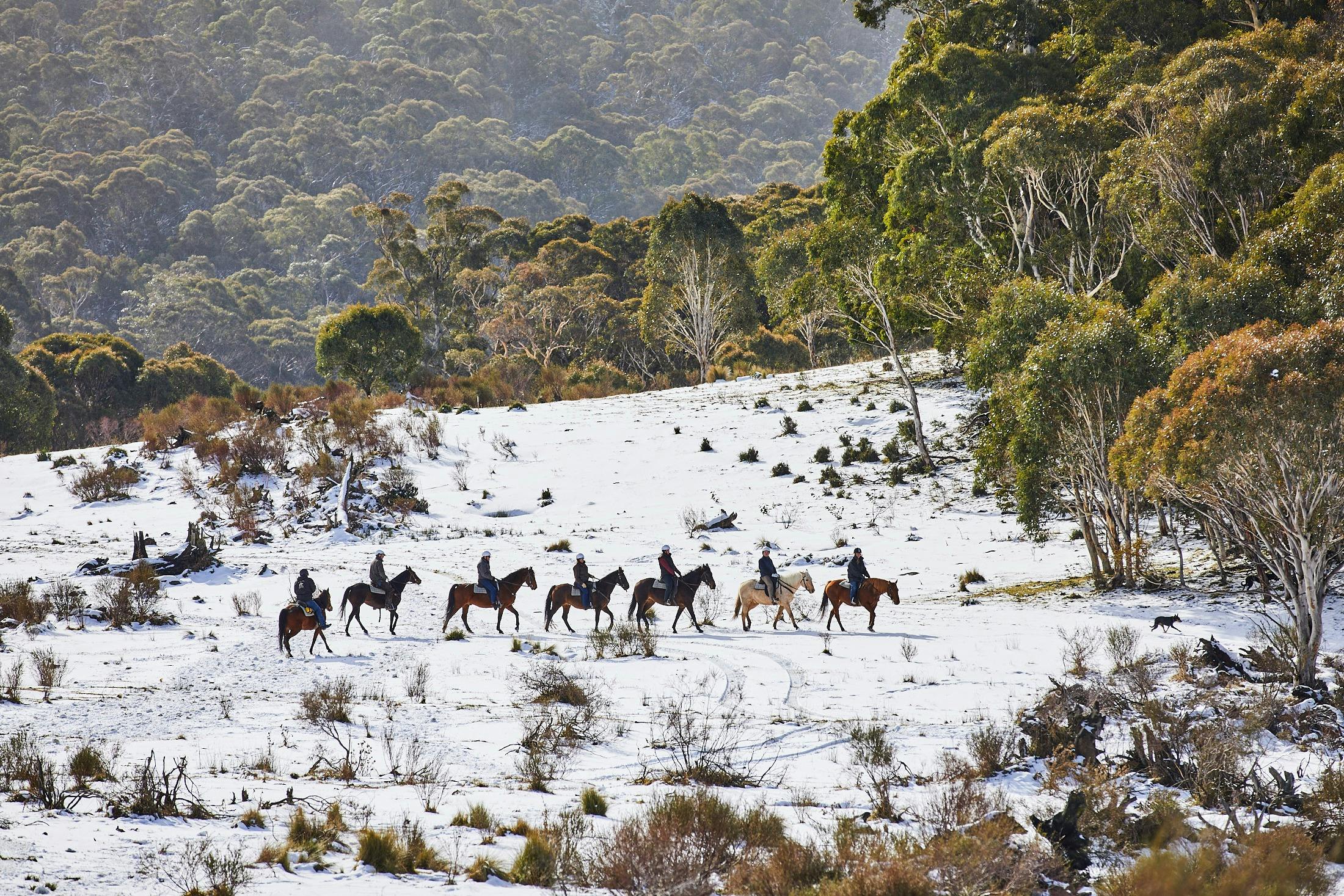 Reiten im Thredbo-Tal