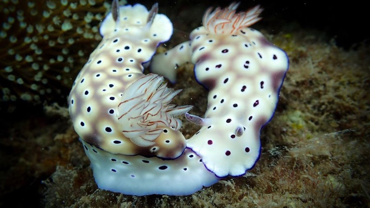 Nudibranchs