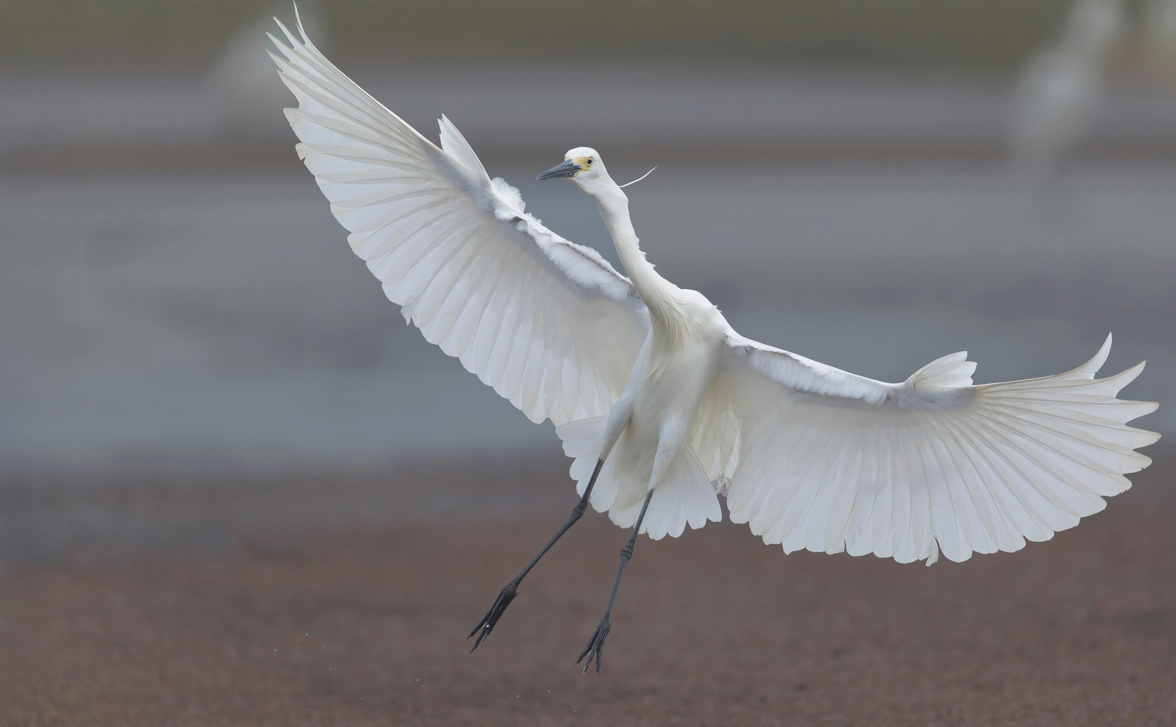 Little Egret, Egretta garzetta, incoming at Corroboree Billabong, Northern Territory