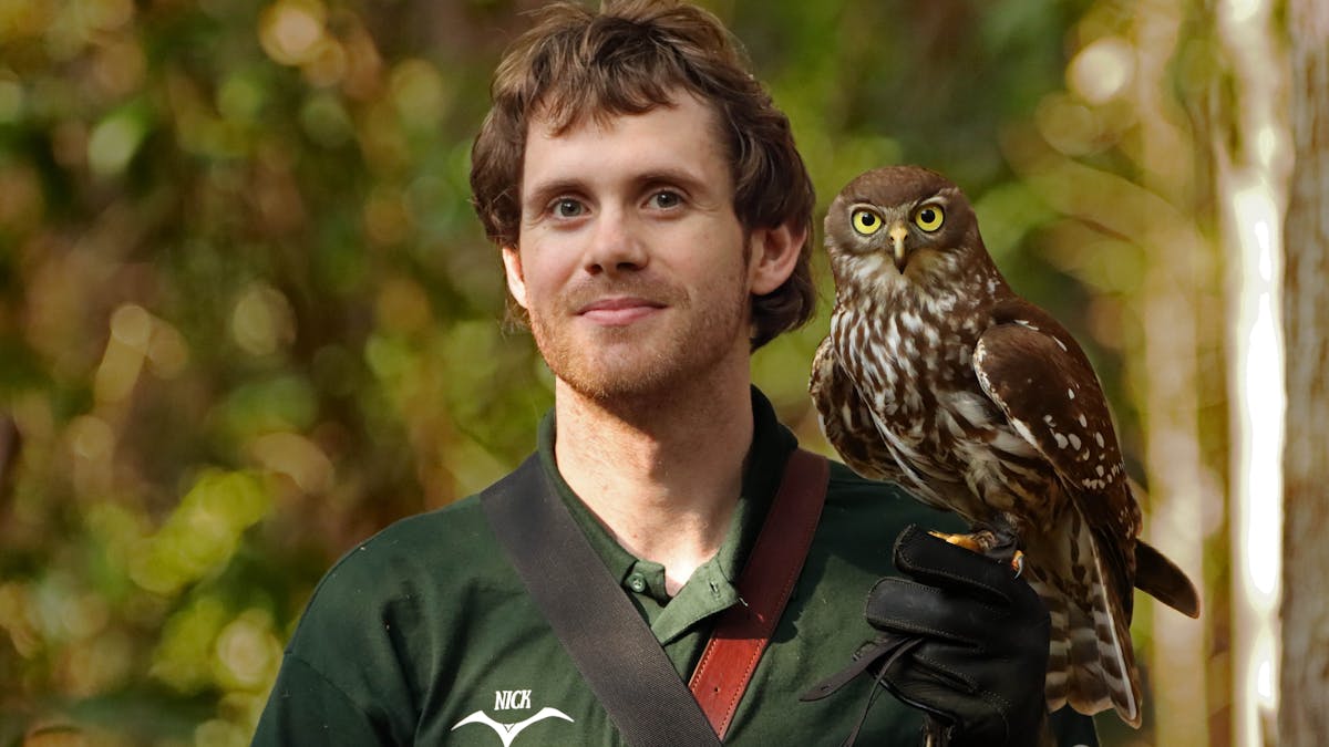 Owl Handler QLD experience free flight