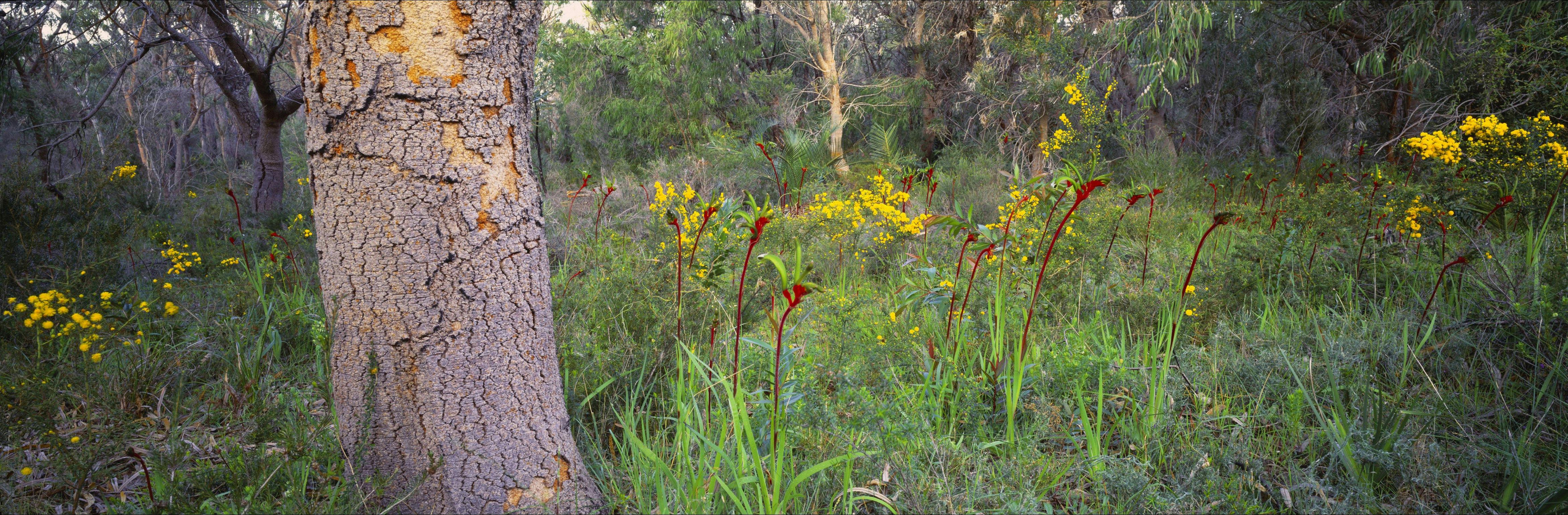 Jarrahland Wildflower Trail, Margaret River, Western Australia