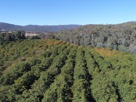 arial view showing king valley walnuts orchards and surrounding valley