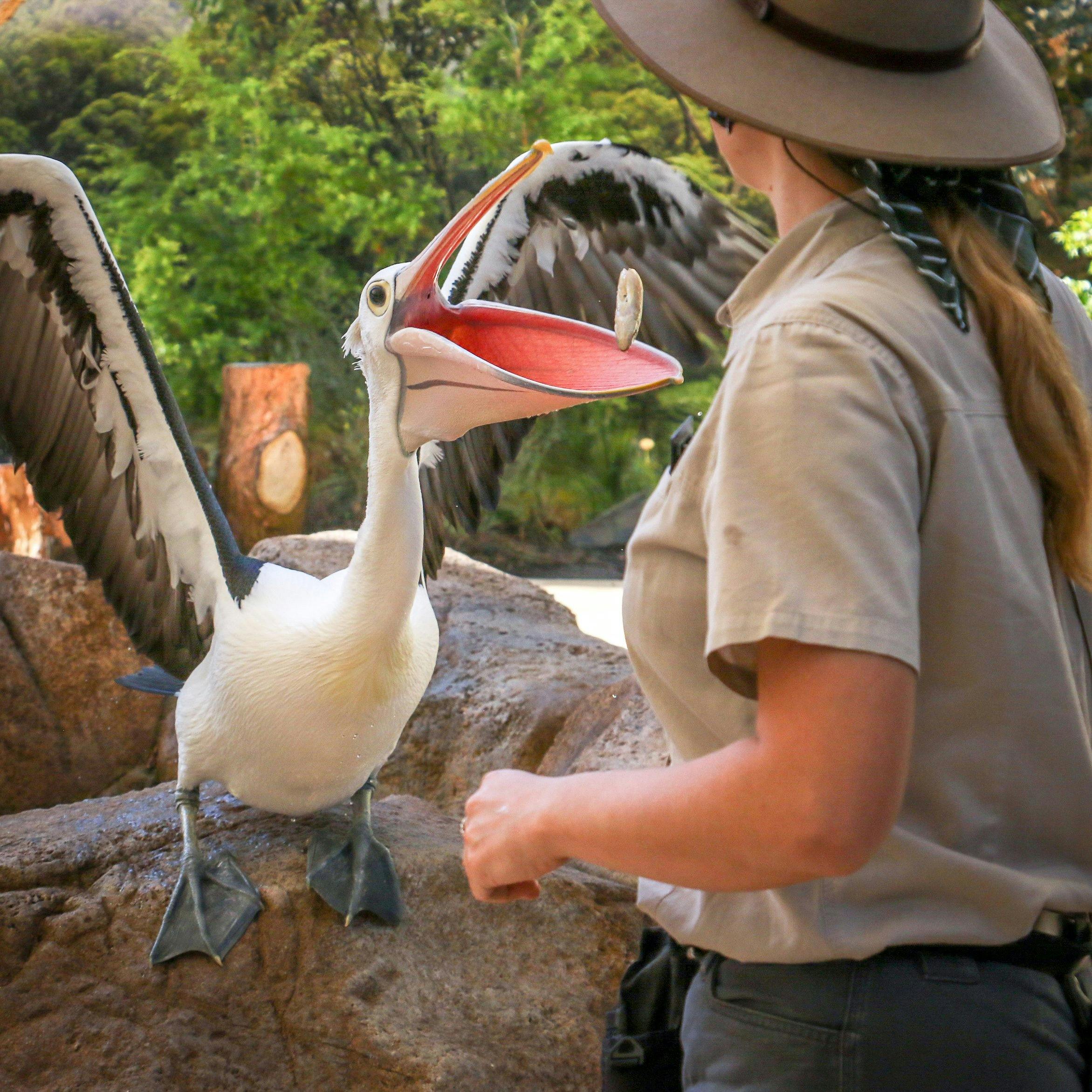Wild Skies Free Flight Bird Show at Currumbin Wildlife Sanctuary