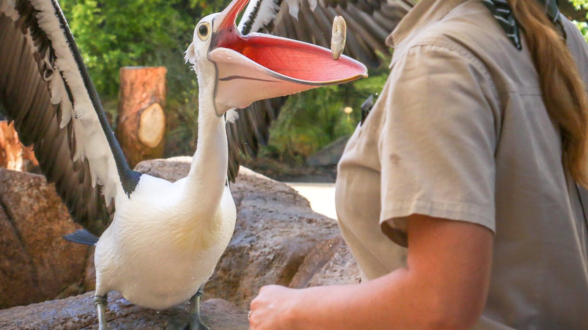 Female presenter feeding pelican during Wild Skies free flight bird show at currumbin sanctuary