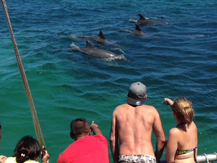 Port Stephens Dolphins