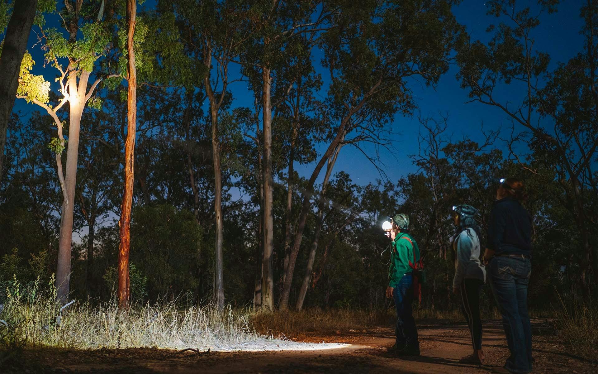 Three people spotlighting the bush at night.