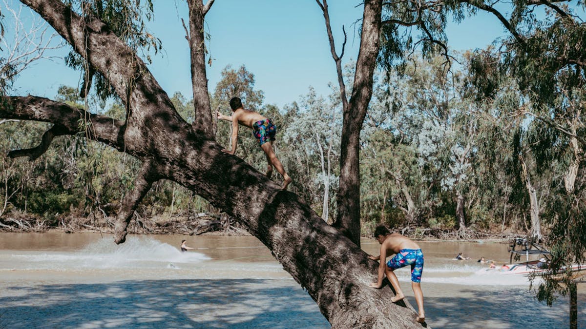 Kids climbing a tree at the Goondiwindi Water Park Kids climbing a tree at the Goondiwindi Water Park