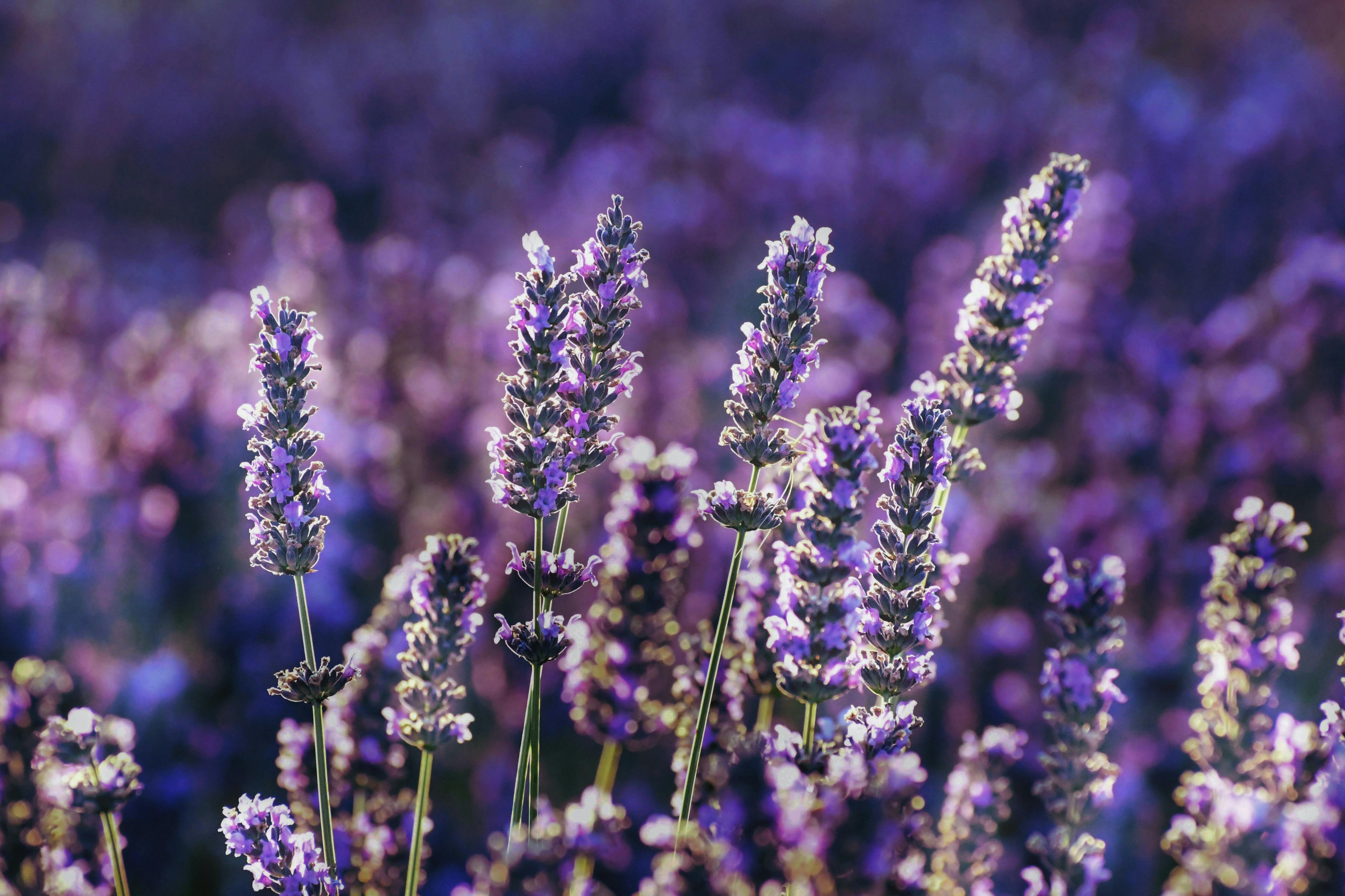 Rustique Lavender Farm