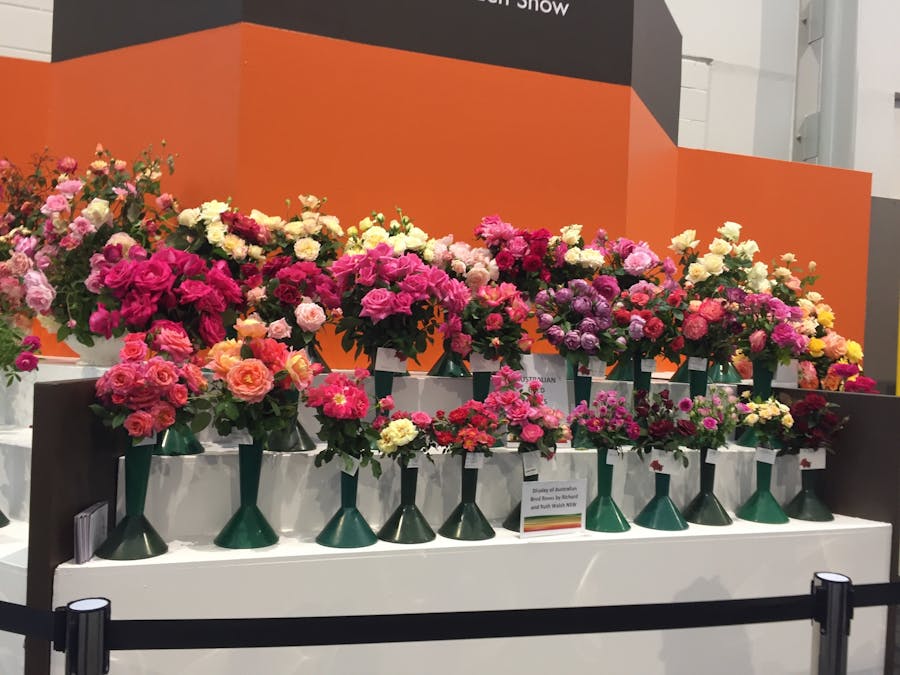 Show Roses Bench