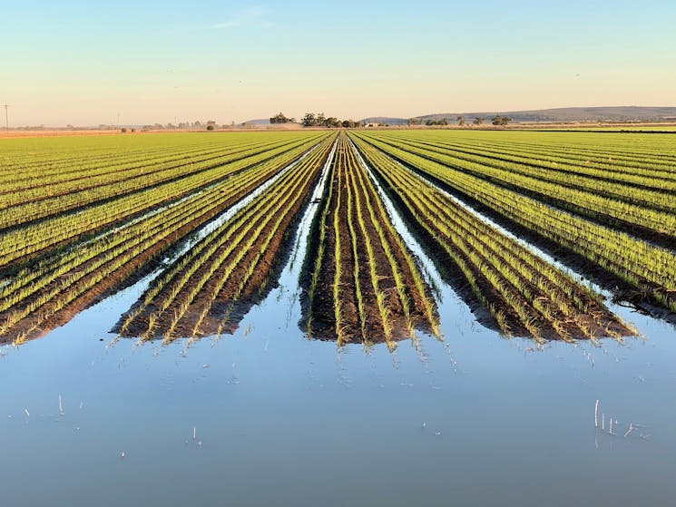 Irrigating broadacre rice on beds.  An innovatory development for rice production in Australia.