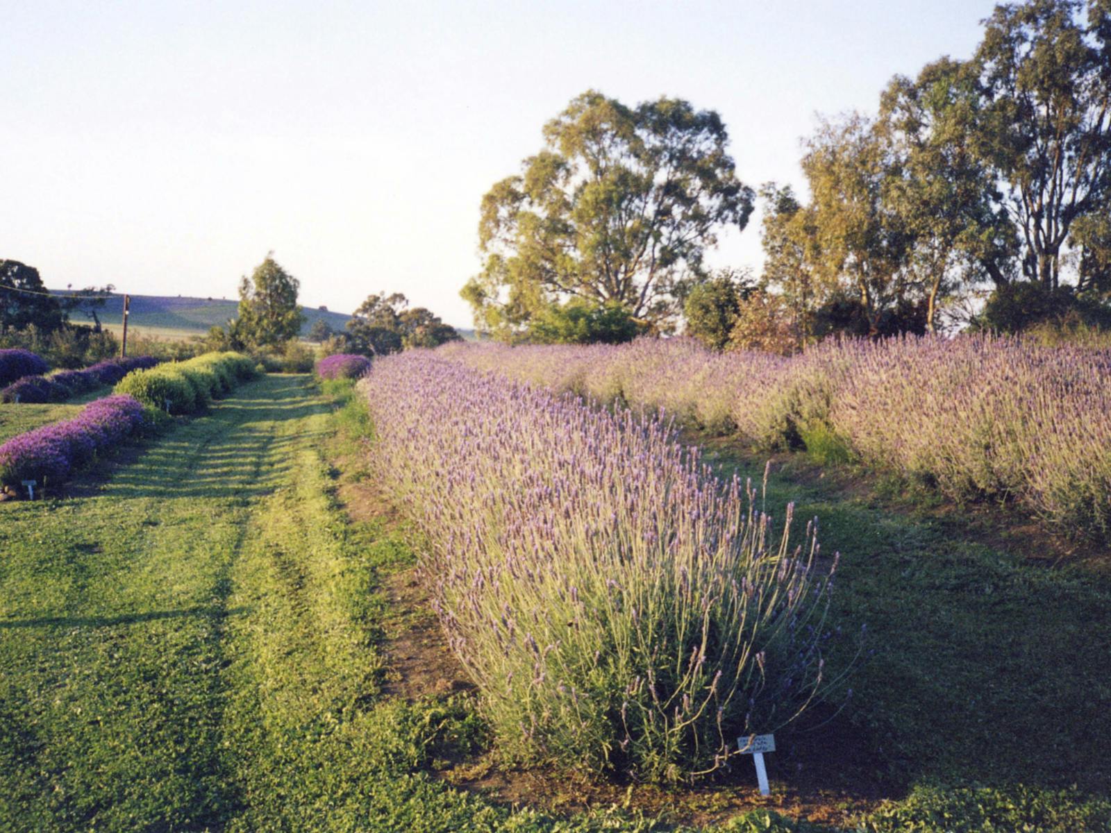 Lyndoch Lavender Farm & Cafe