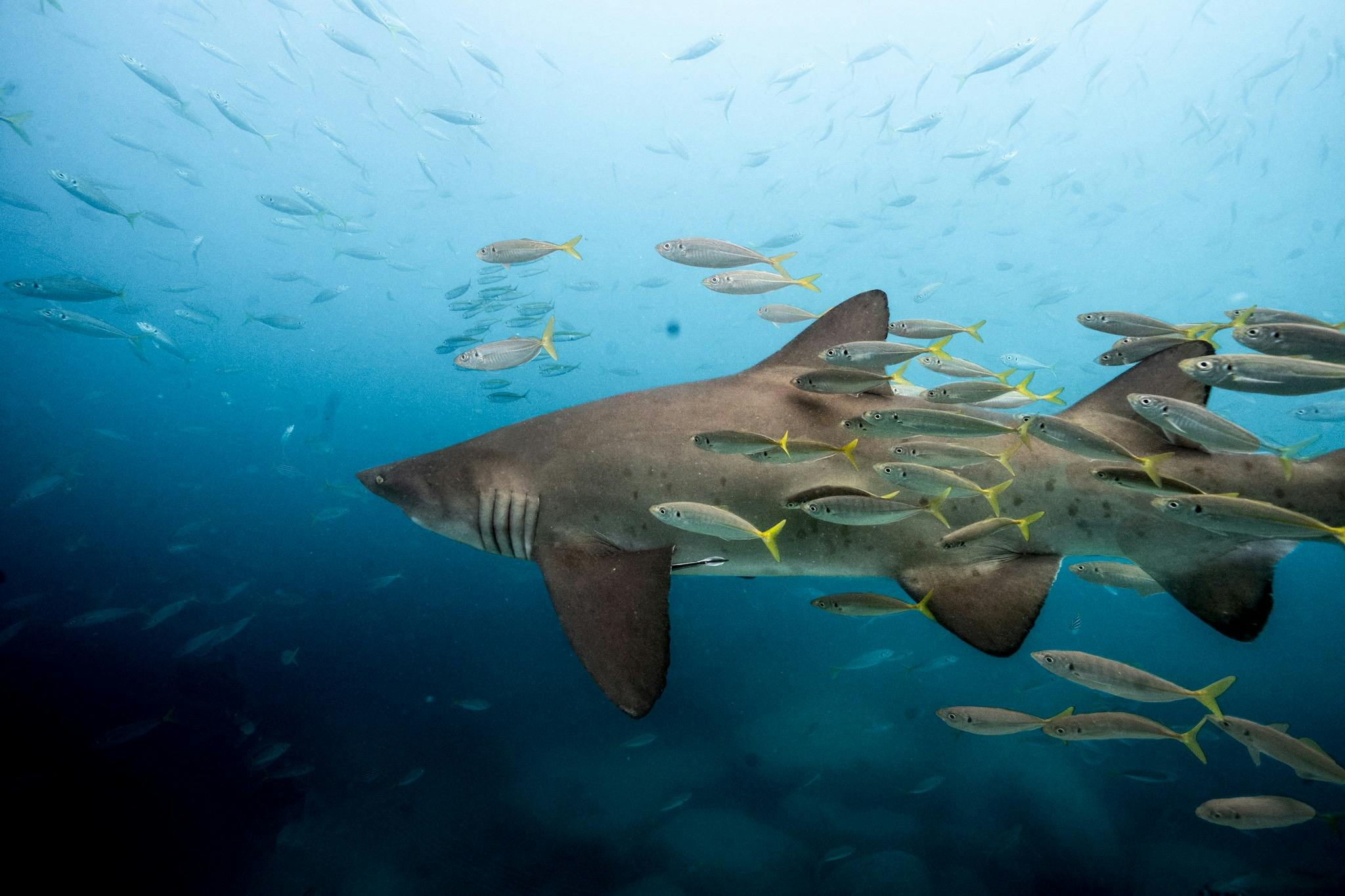 Sharks snorkel Freedive Jervis bay woebegone