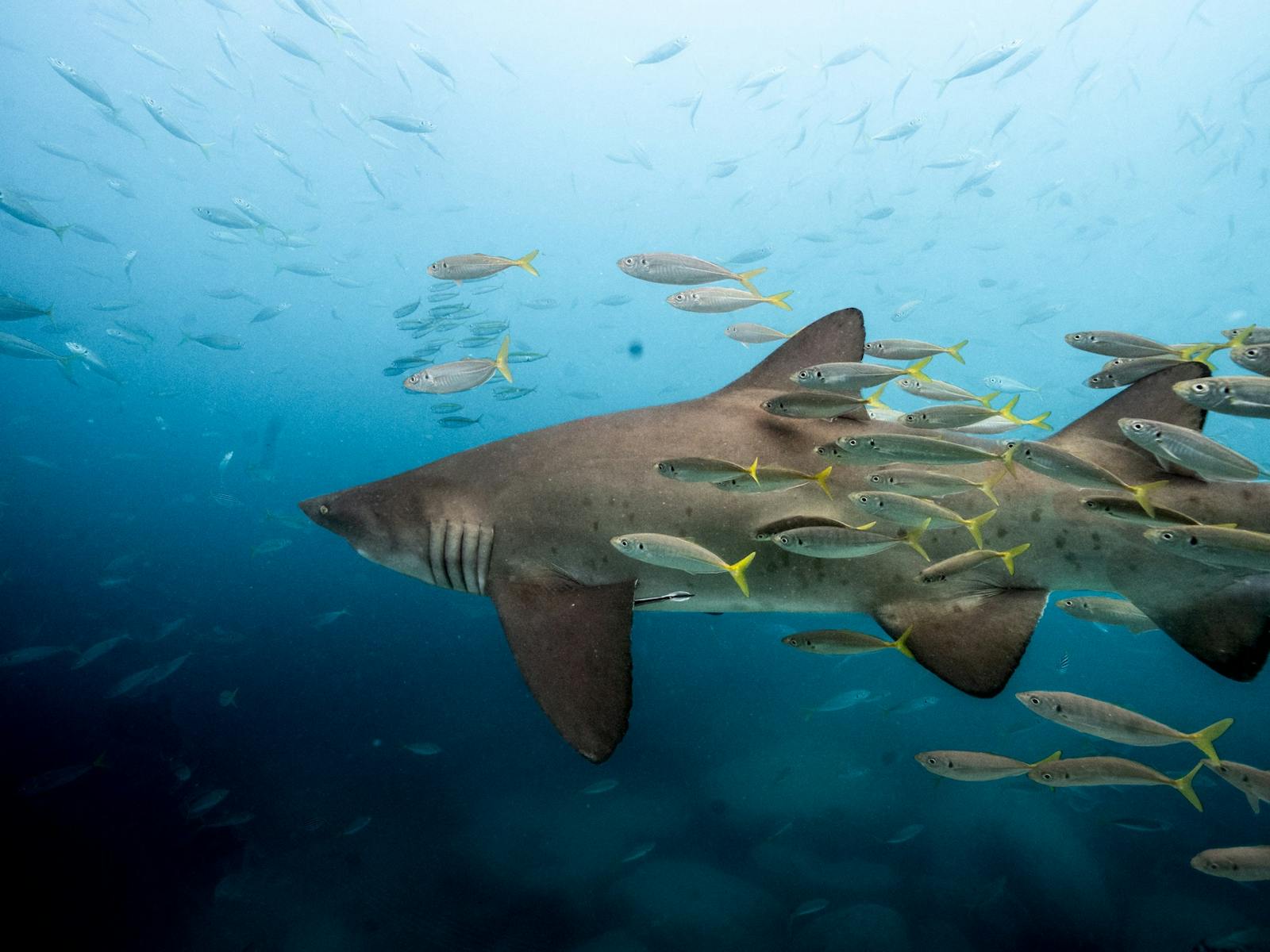 Swim with sharks Jervis bay woebegone