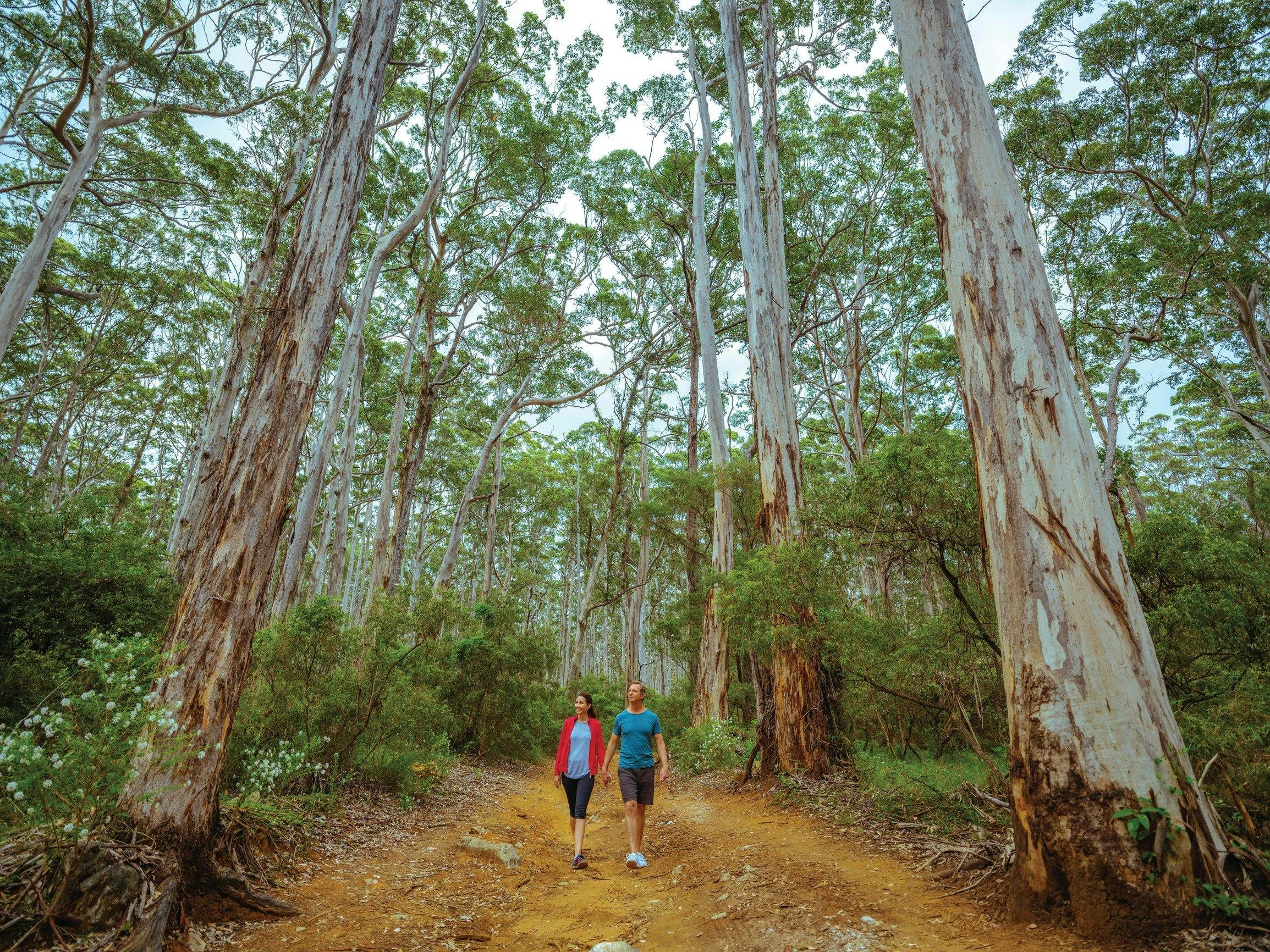 Boranup Karri Forest, Margaret River, Western Australia