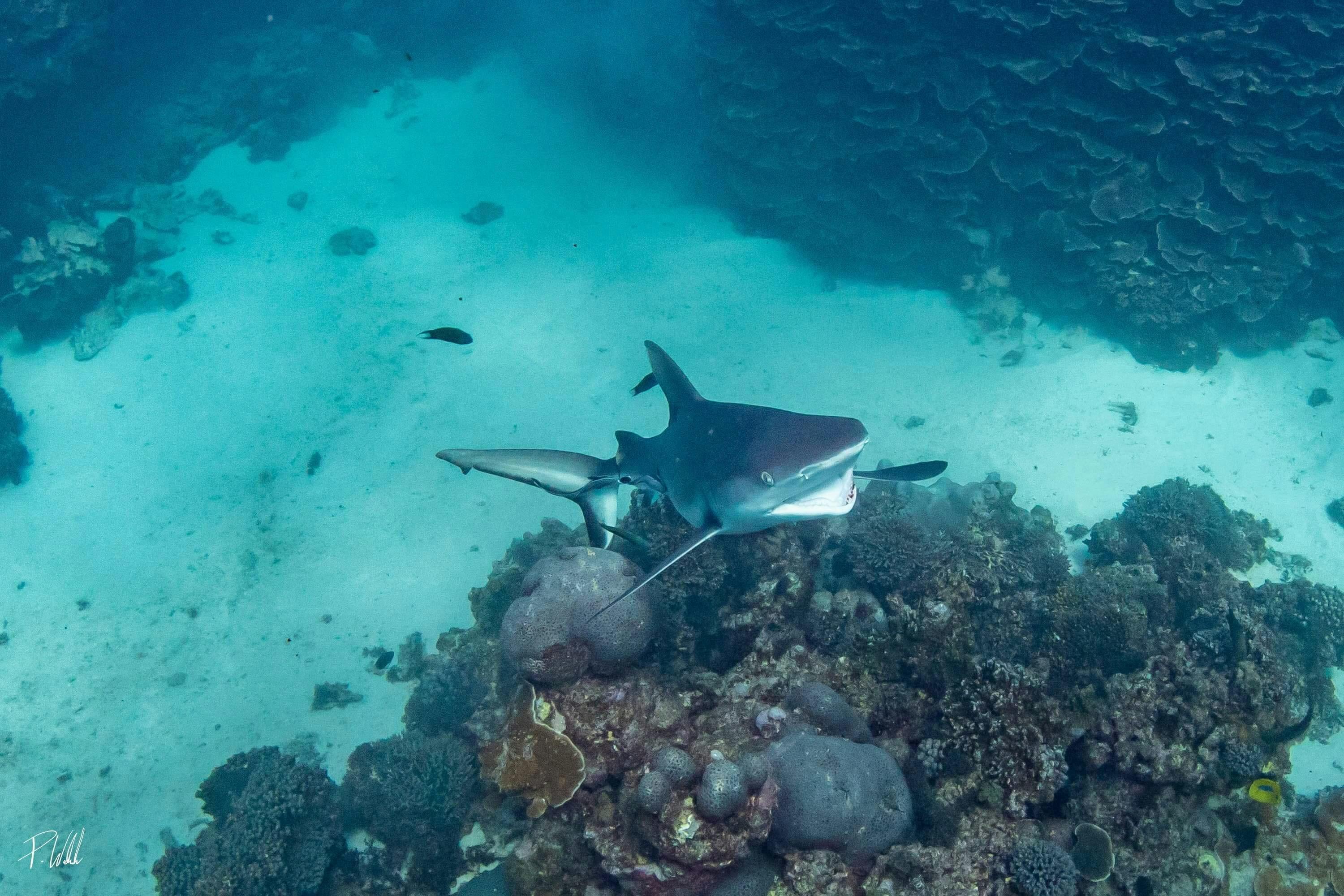 Grey Reef Shark