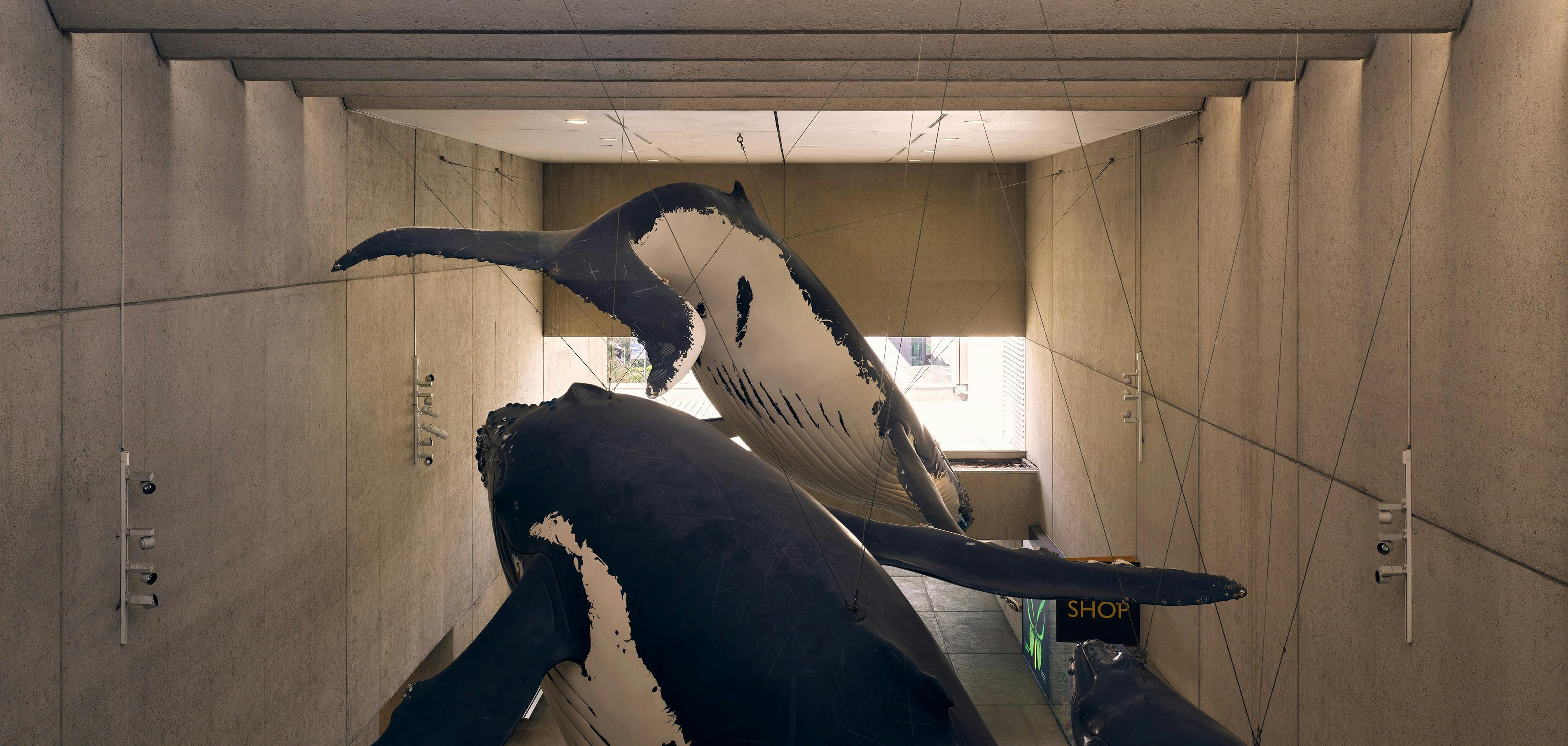 Whale Mall at Queensland Museum Kurilpa