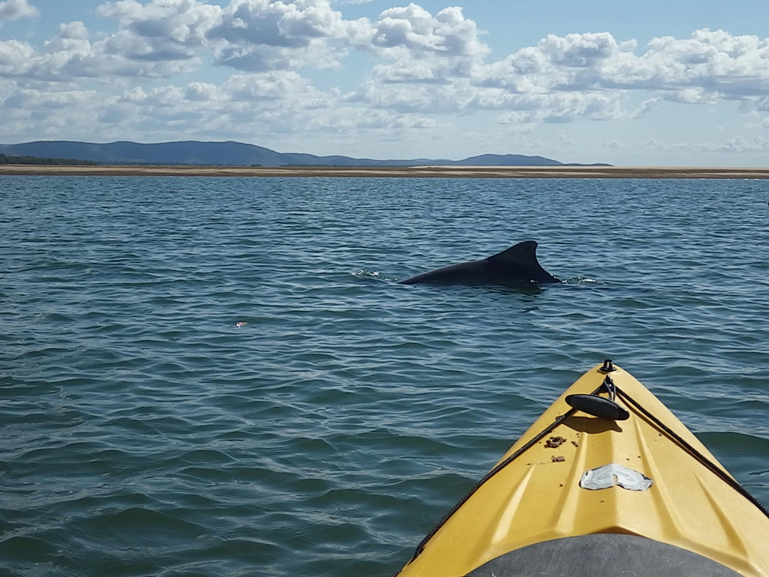 kayak with dolphins