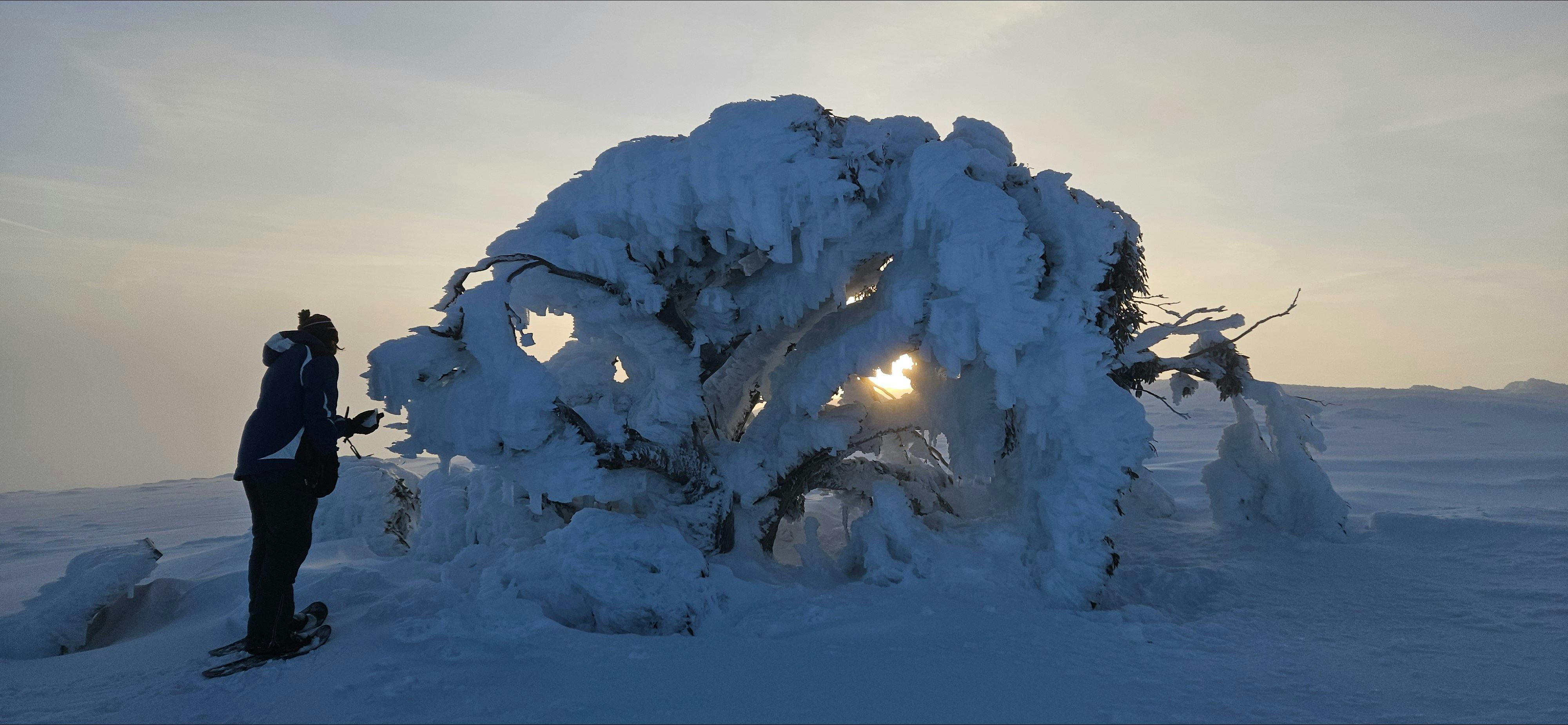A hiker just gently touching the frosted over Stirling Tree