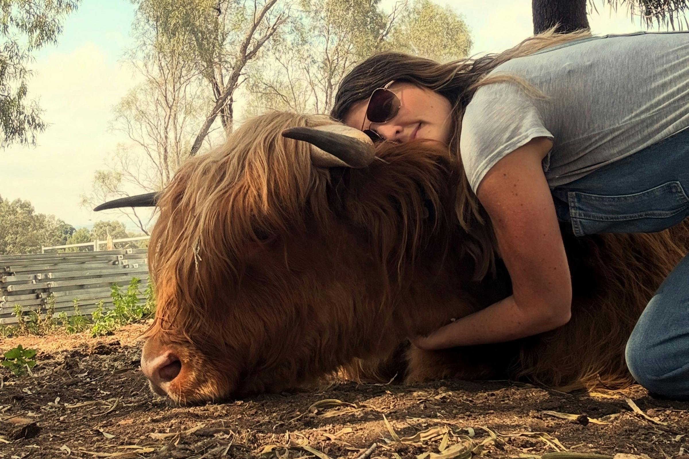 Visitor interacting closely with a highland cow at River Rocks Stud