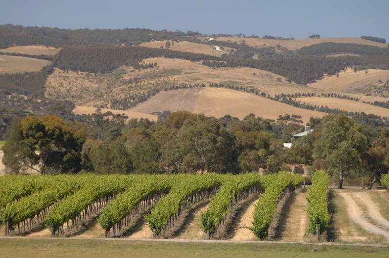 McLaren Vale Glenelg Wine Tasting and Sightseeing