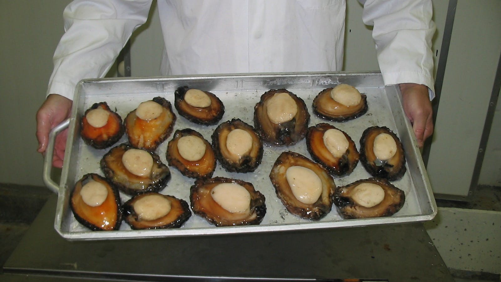 Freshly Schucked wild caught Blacklip Abalone
