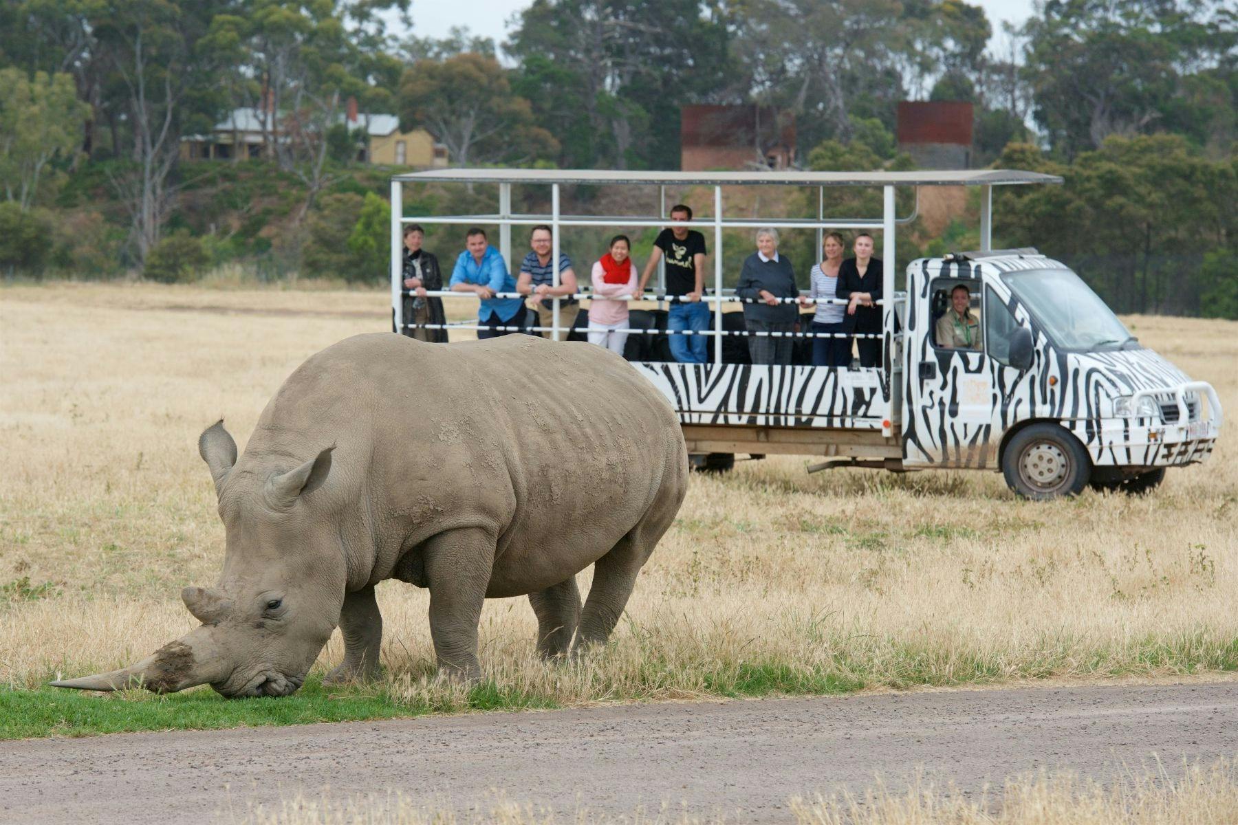 Visitors in a safari bus at Werribee Zoo seeing a rhinoceros