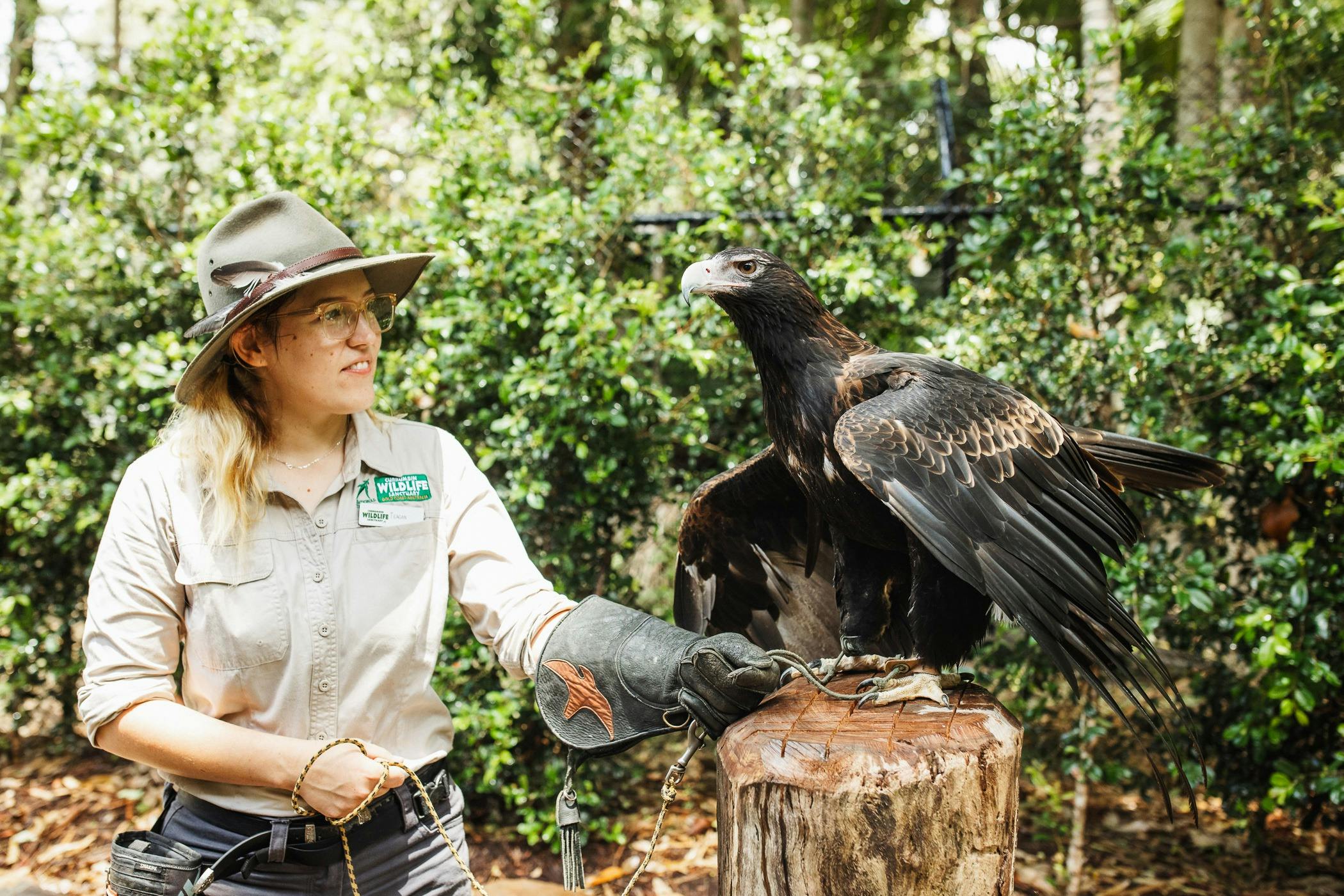 Wedge-tailed Eagle