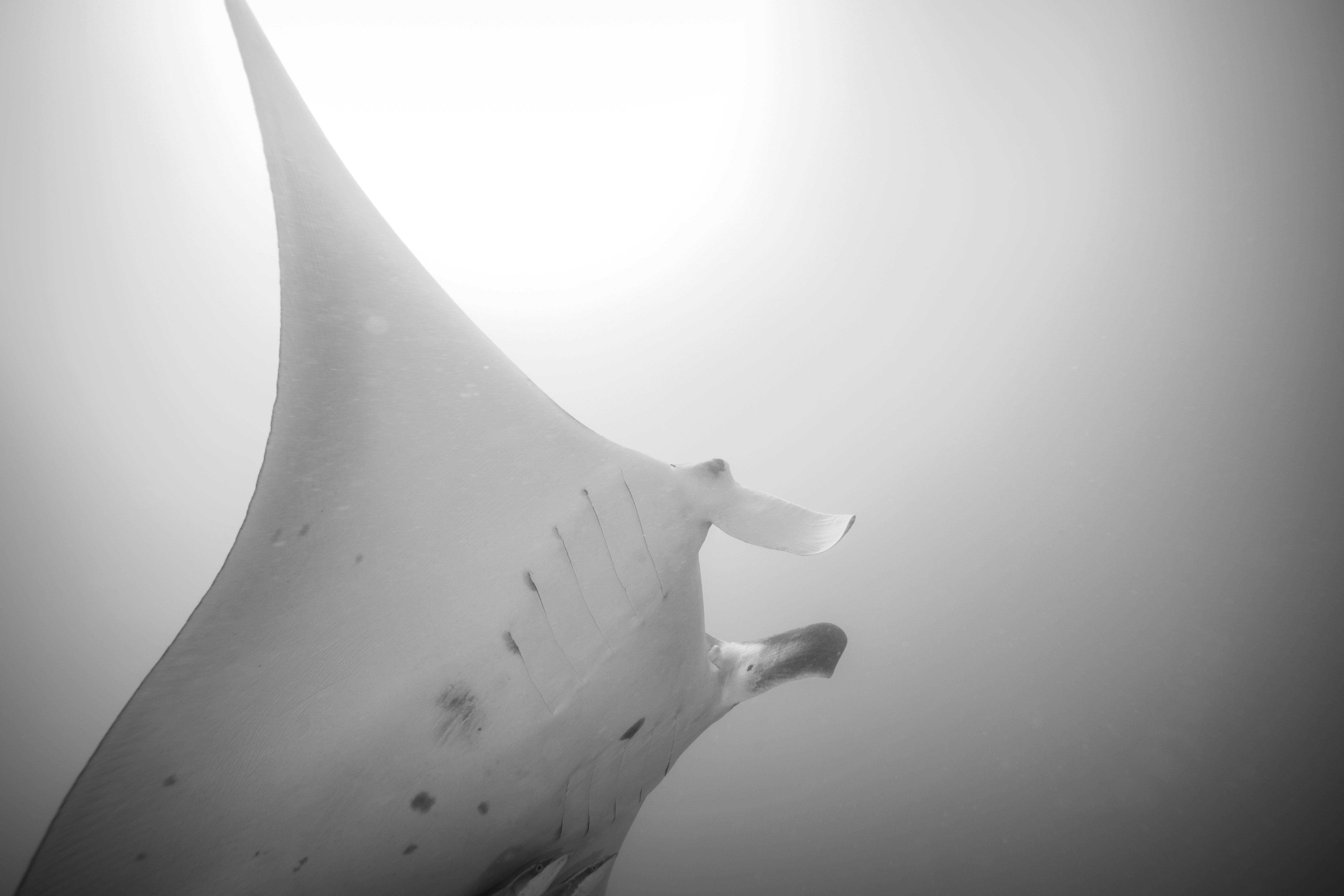 Shark Bay Dive and Marine Safaris, Shark Bay, Western Australia