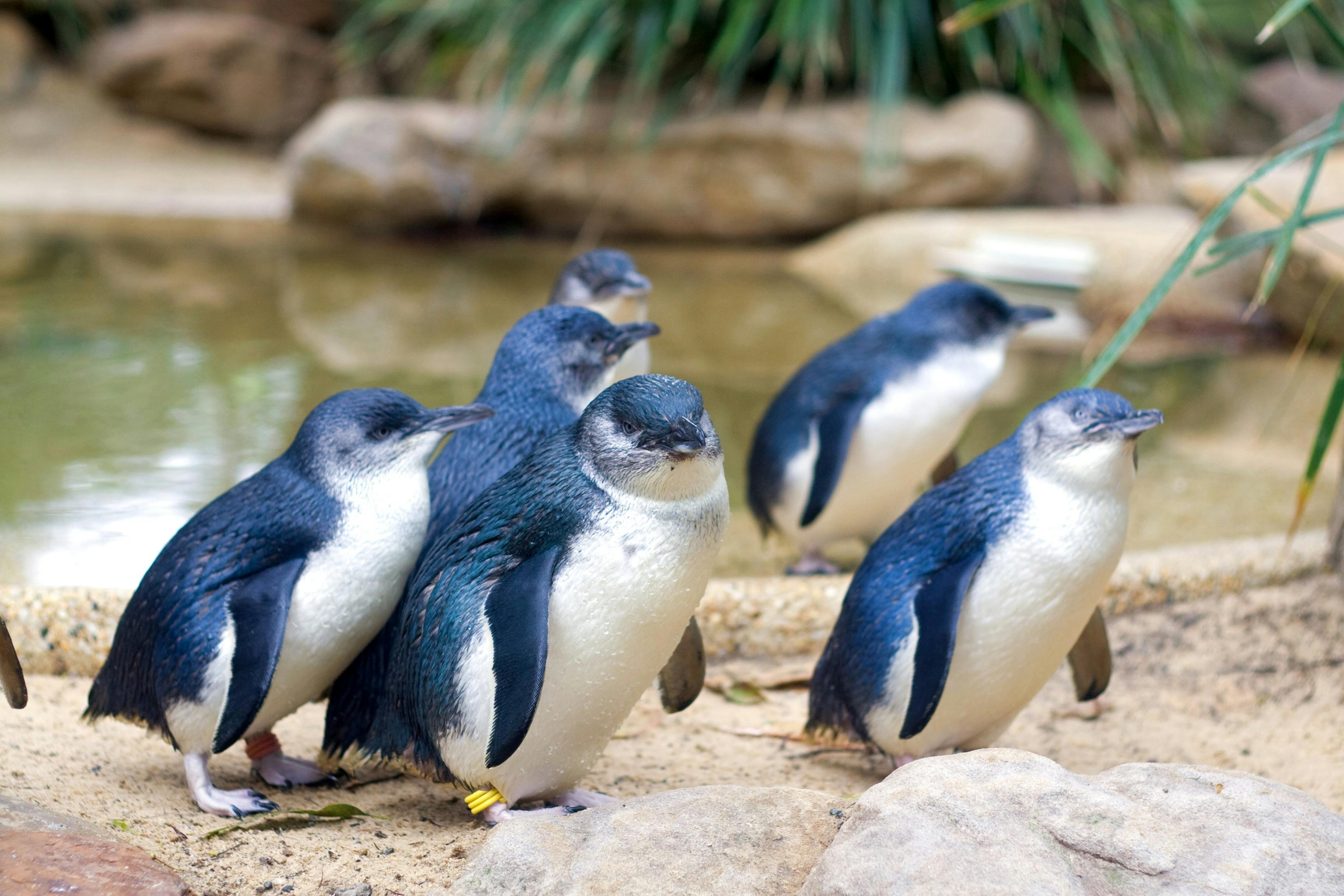 Little Penguins