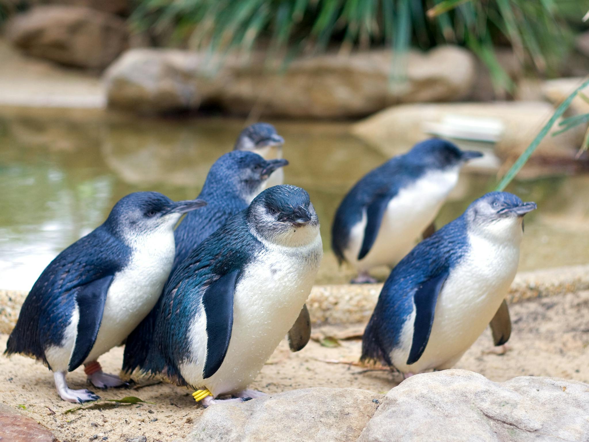 Little Penguins