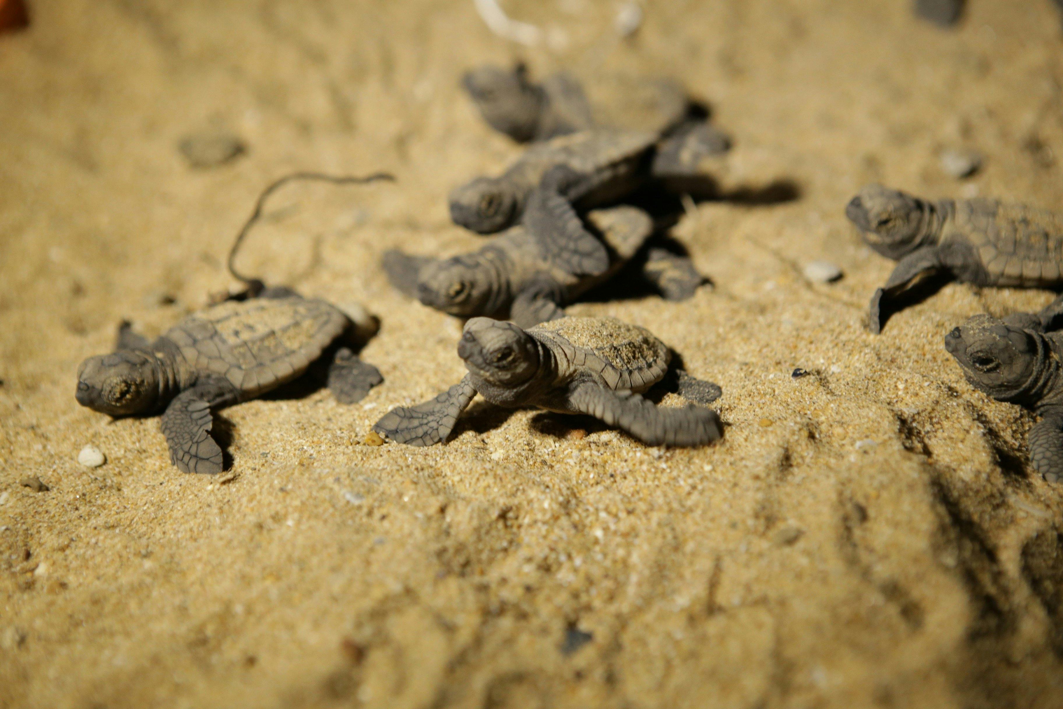 Tiny turtle hatchlings with brown and black patterns on their shells moving over sand.
