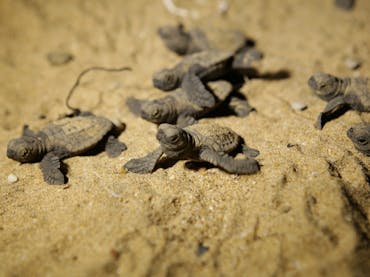 Tiny turtle hatchlings with brown and black patterns on their shells moving over sand. Tiny turtle hatchlings with brown and black patterns on their shells moving over sand.