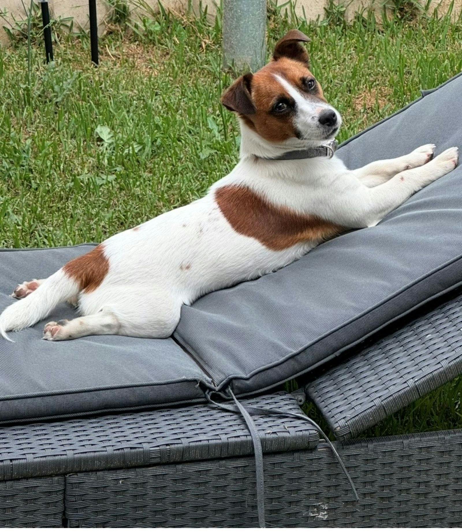 ジャックラッセル