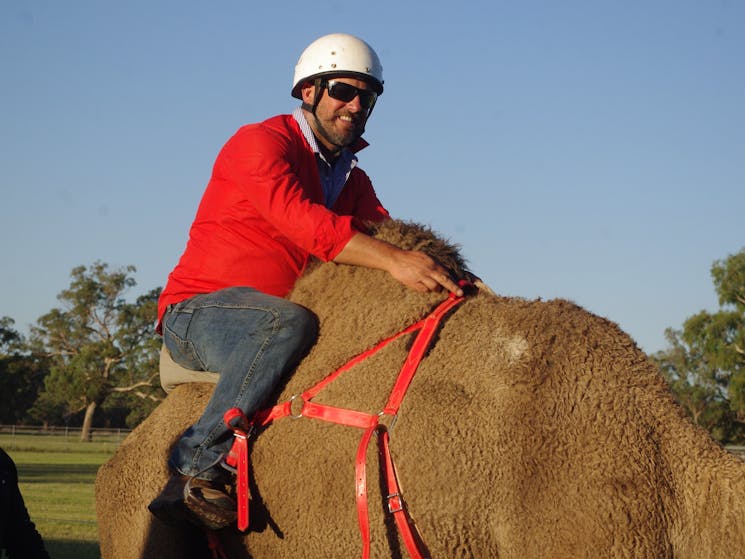 Camel Races