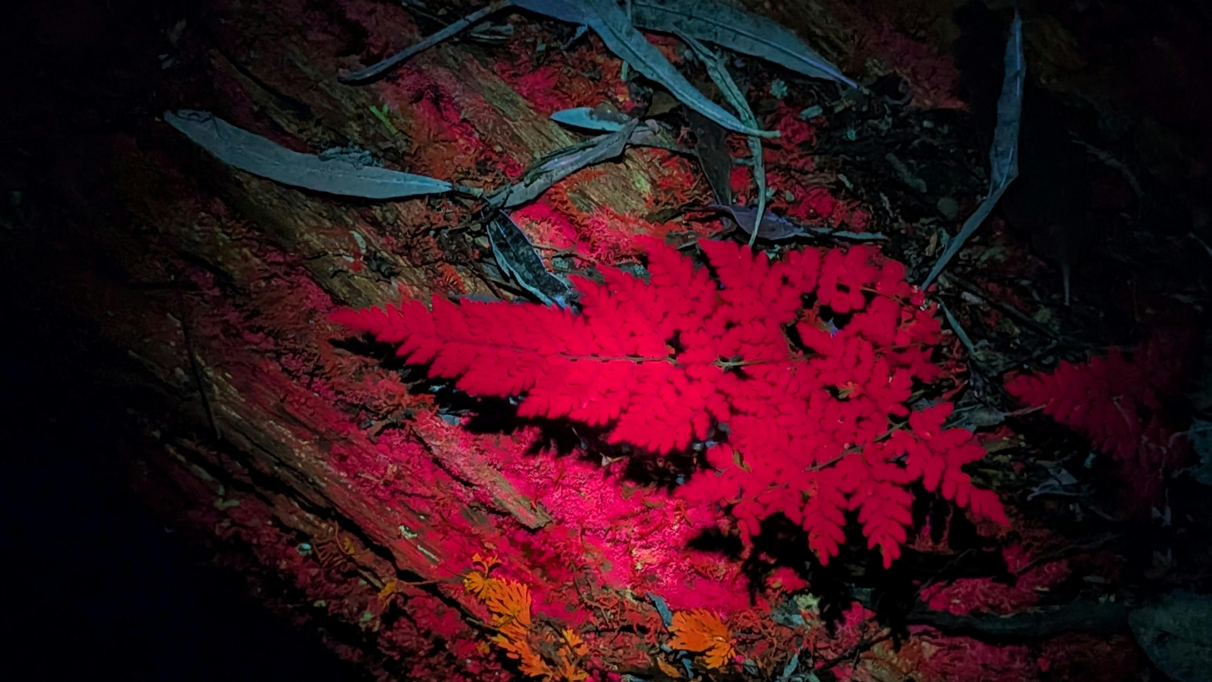 Fern glowing red