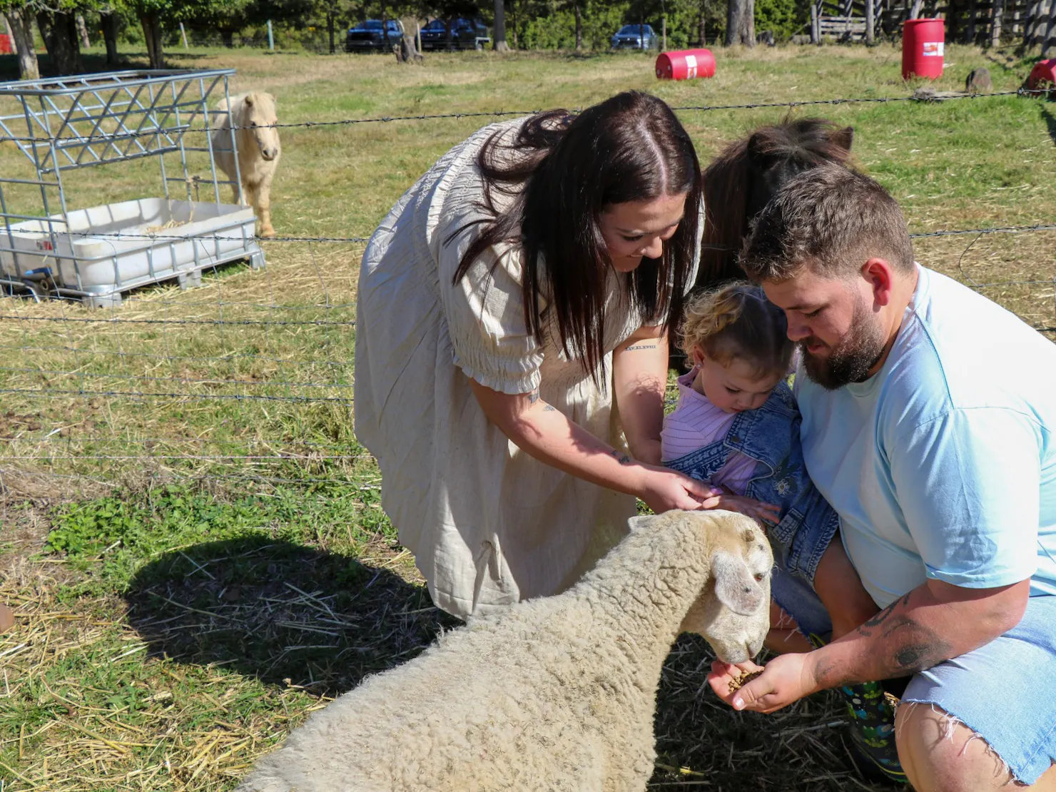 Family with sheep