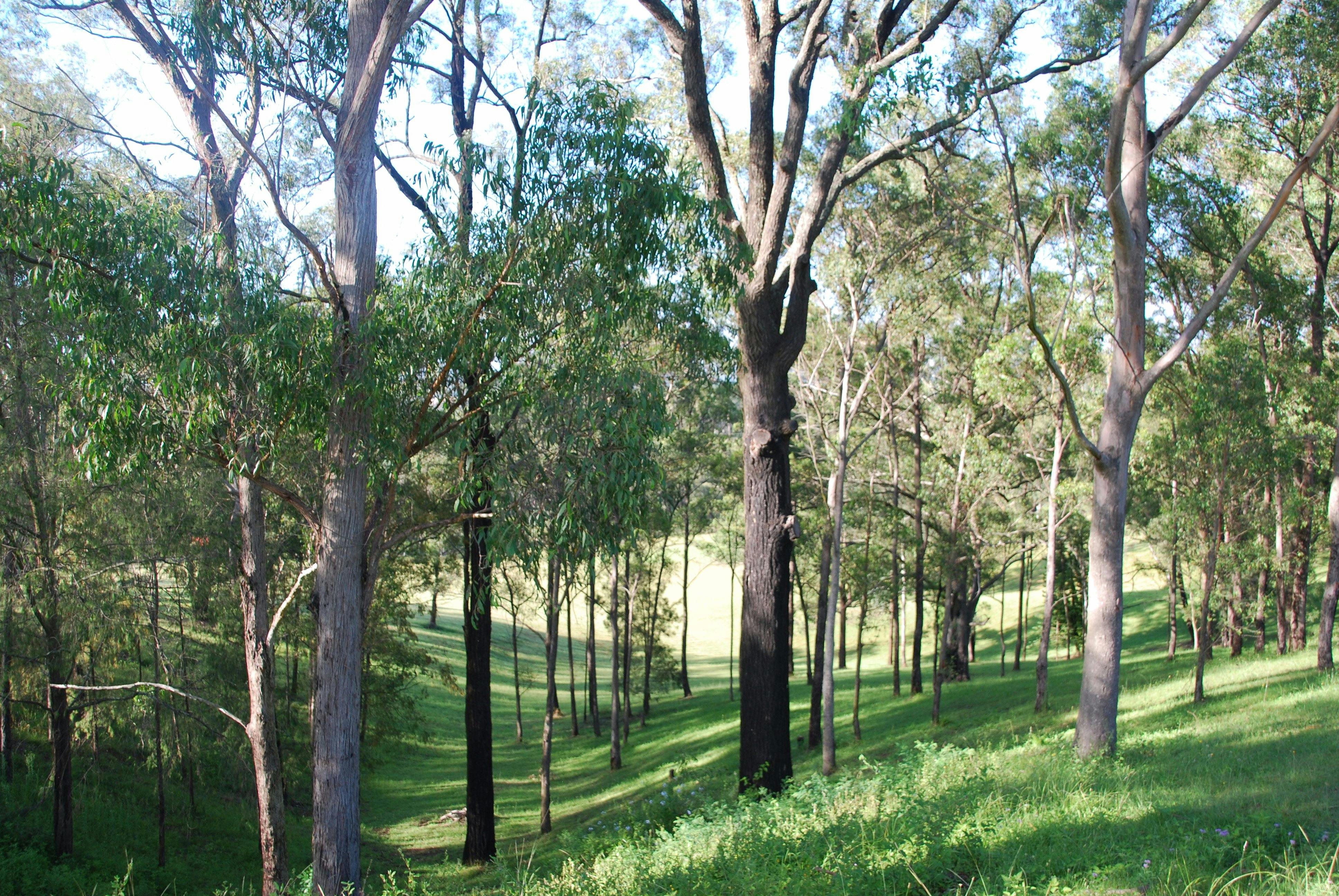 Australische Landschaft Mt Schönstatt, Mulgoa
